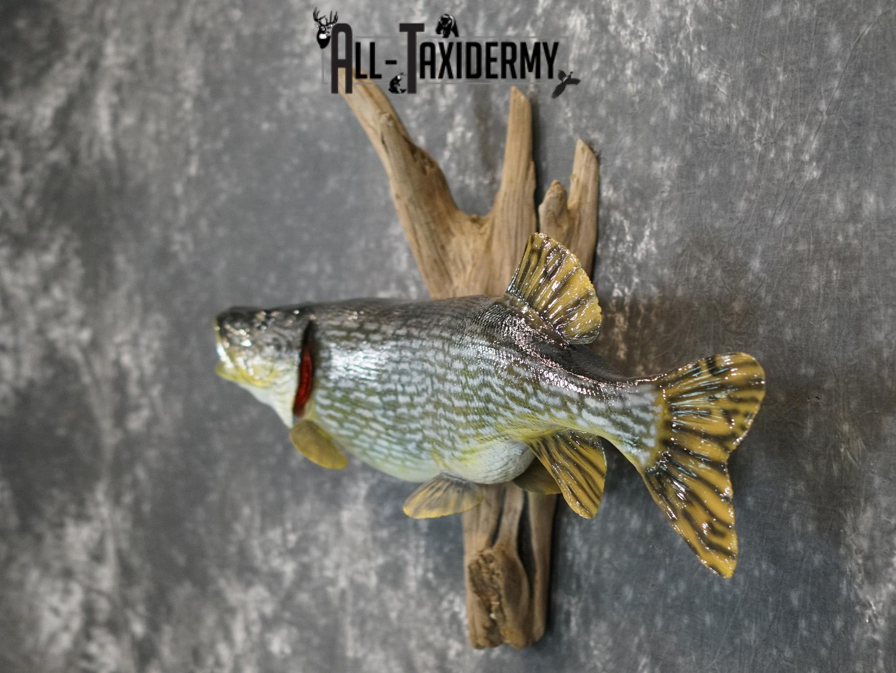 Northern Pike Reproduction fish taxidermy mount for sale SKU 2174 - Image 8