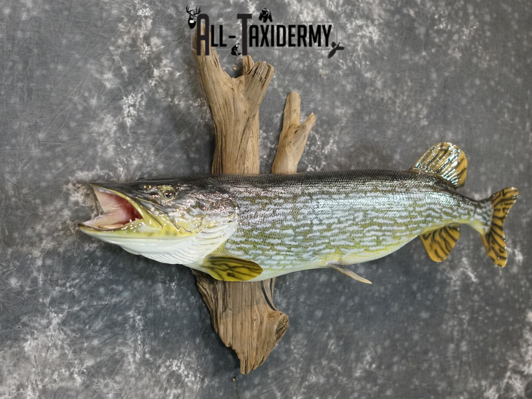 Northern Pike Reproduction fish taxidermy mount for sale SKU 2174 - Image 7