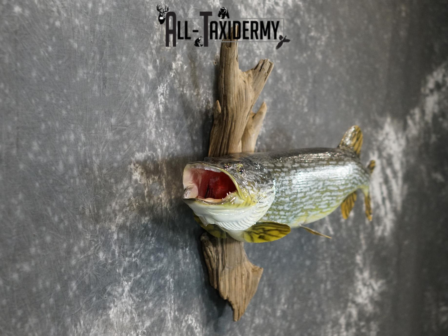 Northern Pike Reproduction fish taxidermy mount for sale SKU 2174 - Image 6