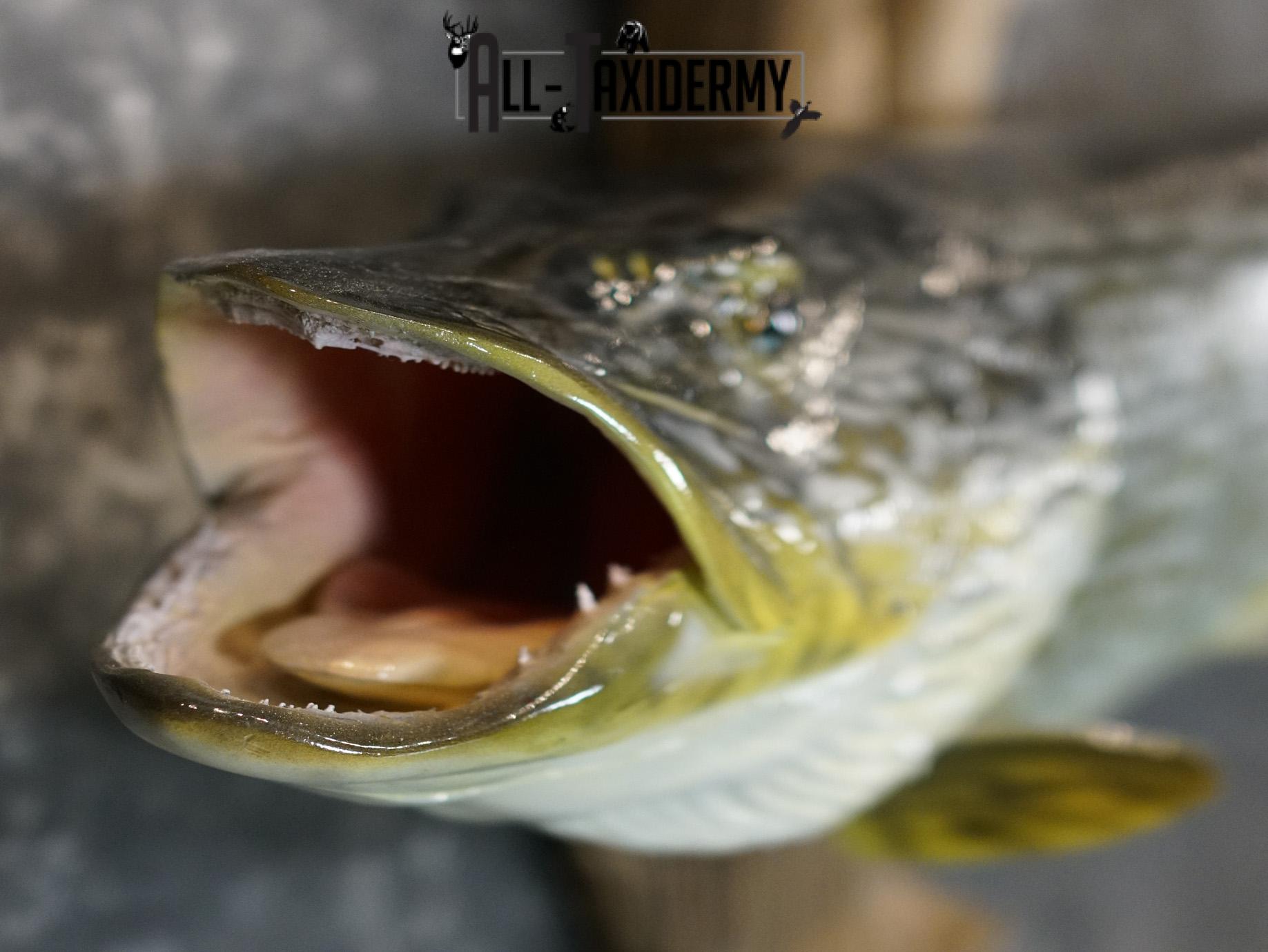 Northern Pike Reproduction fish taxidermy mount for sale SKU 2174 - Image 5