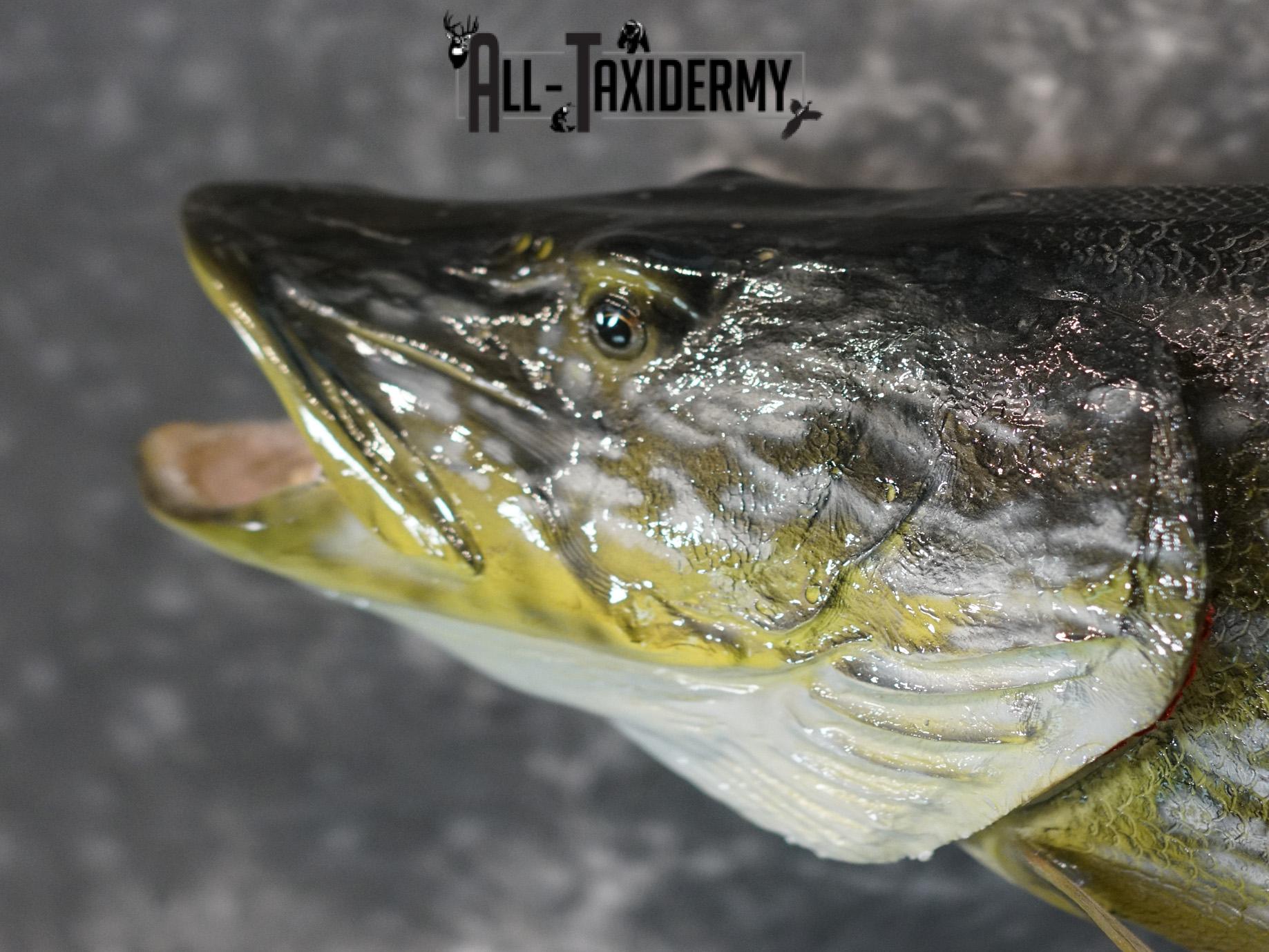 Northern Pike Reproduction fish taxidermy mount for sale SKU 2174 - Image 4