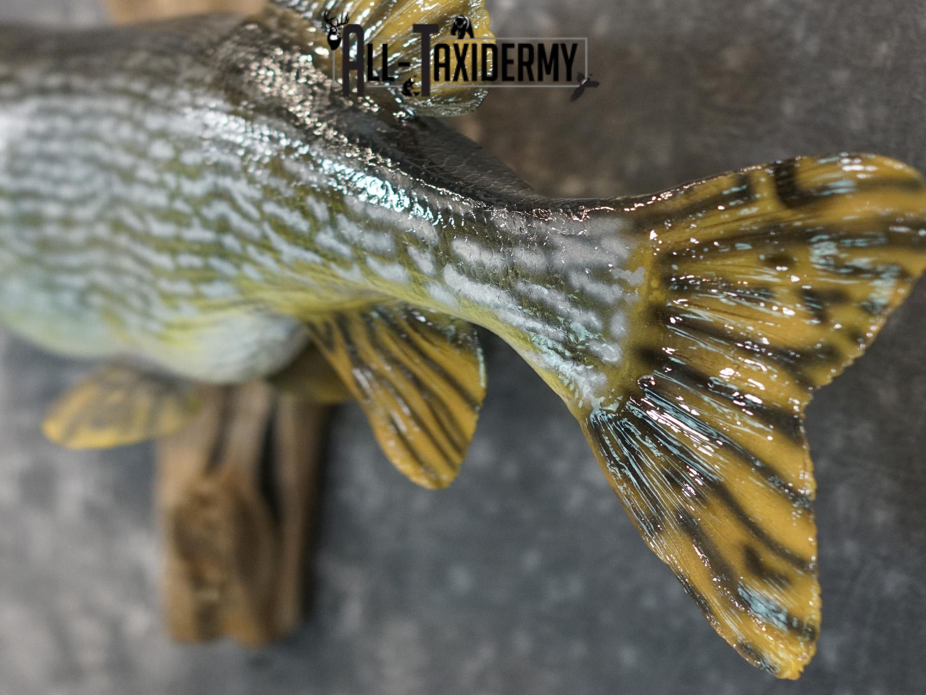 Northern Pike Reproduction fish taxidermy mount for sale SKU 2174 - Image 3