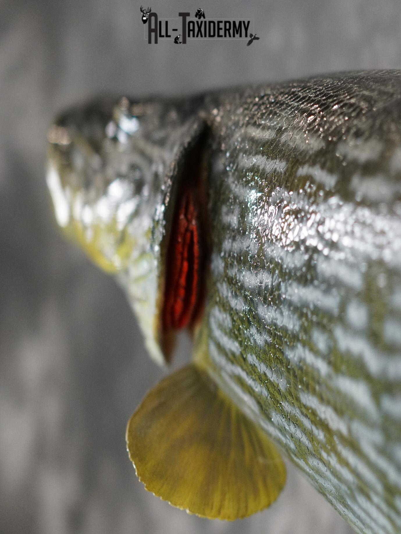 Northern Pike Reproduction fish taxidermy mount for sale SKU 2174 - Image 2