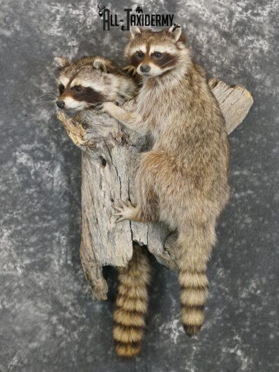 Raccoon Taxidermy