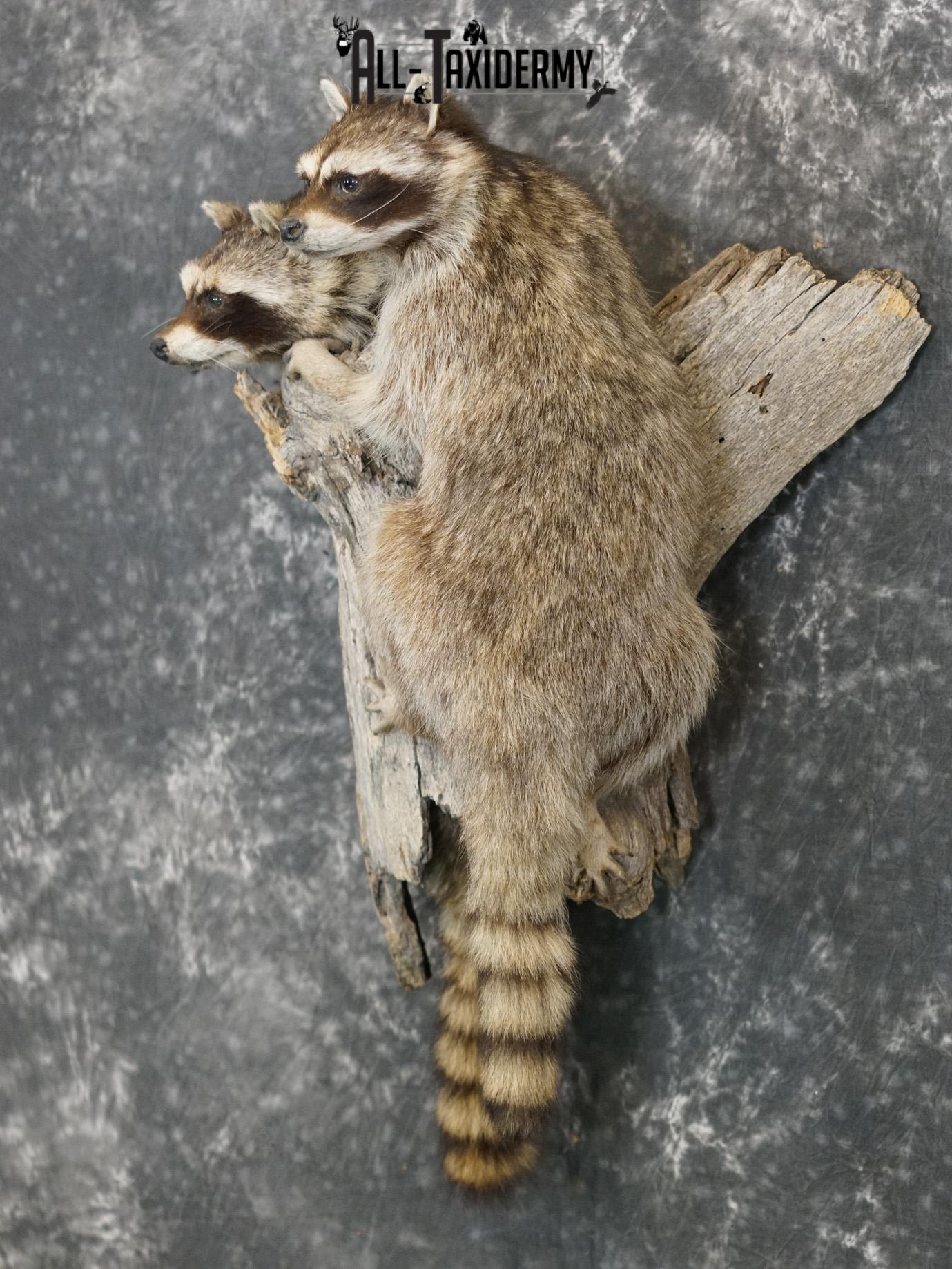 Two raccoons climbing log taxidermy mount for sale SKU 2184 - Image 10