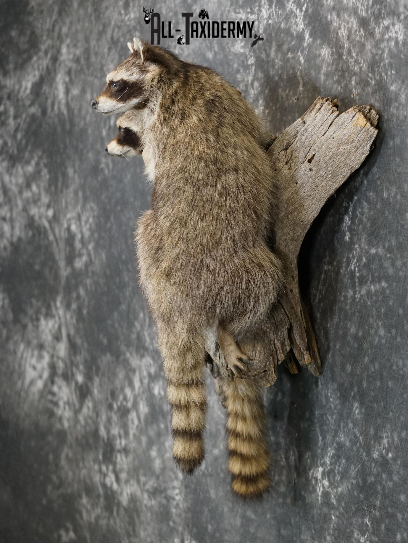 Two raccoons climbing log taxidermy mount for sale SKU 2184 - Image 9