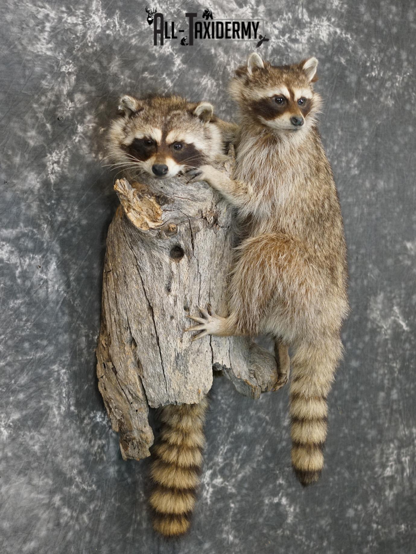 Two raccoons climbing log taxidermy mount for sale SKU 2184 - Image 8