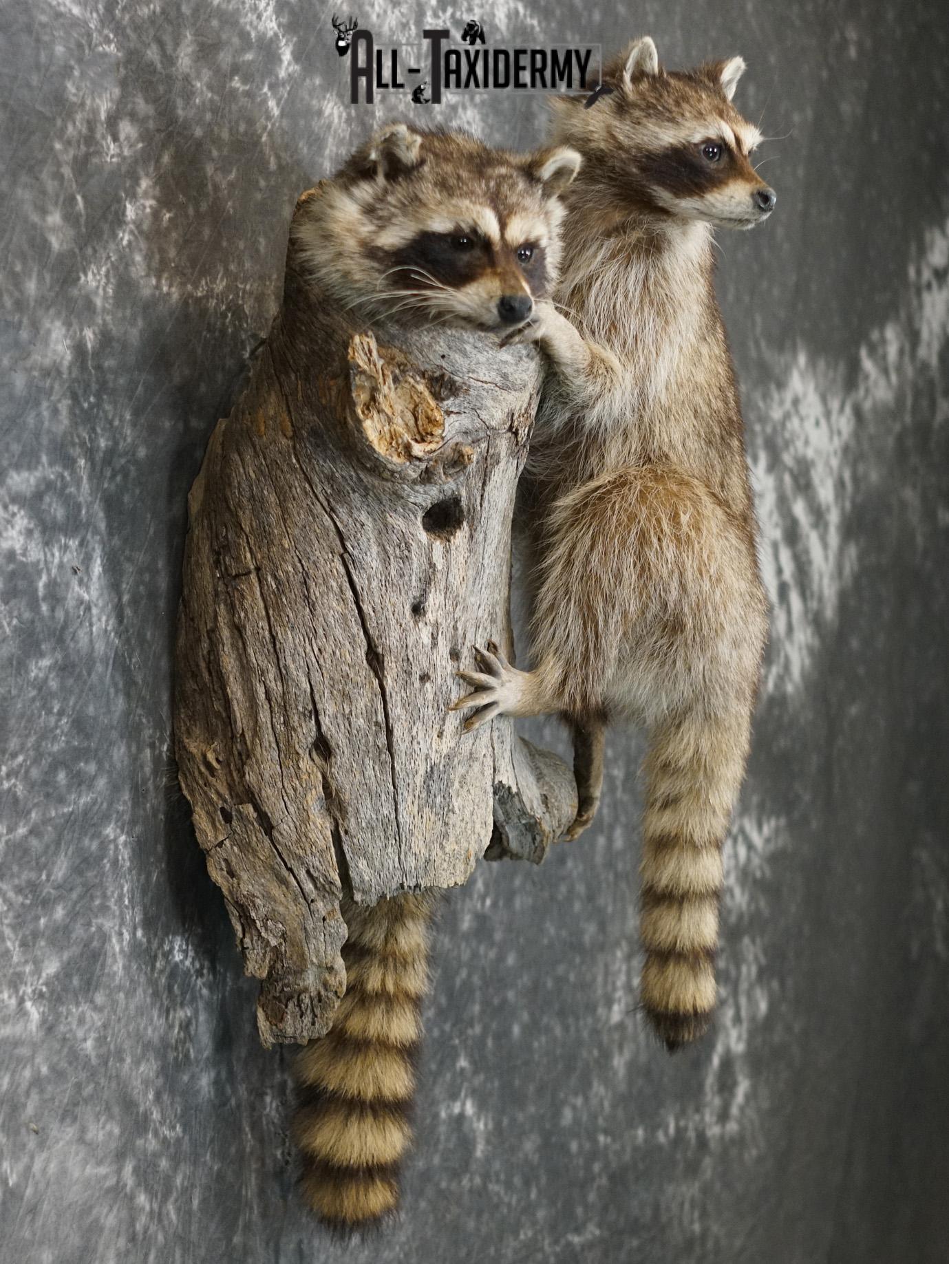 Two raccoons climbing log taxidermy mount for sale SKU 2184 - Image 7