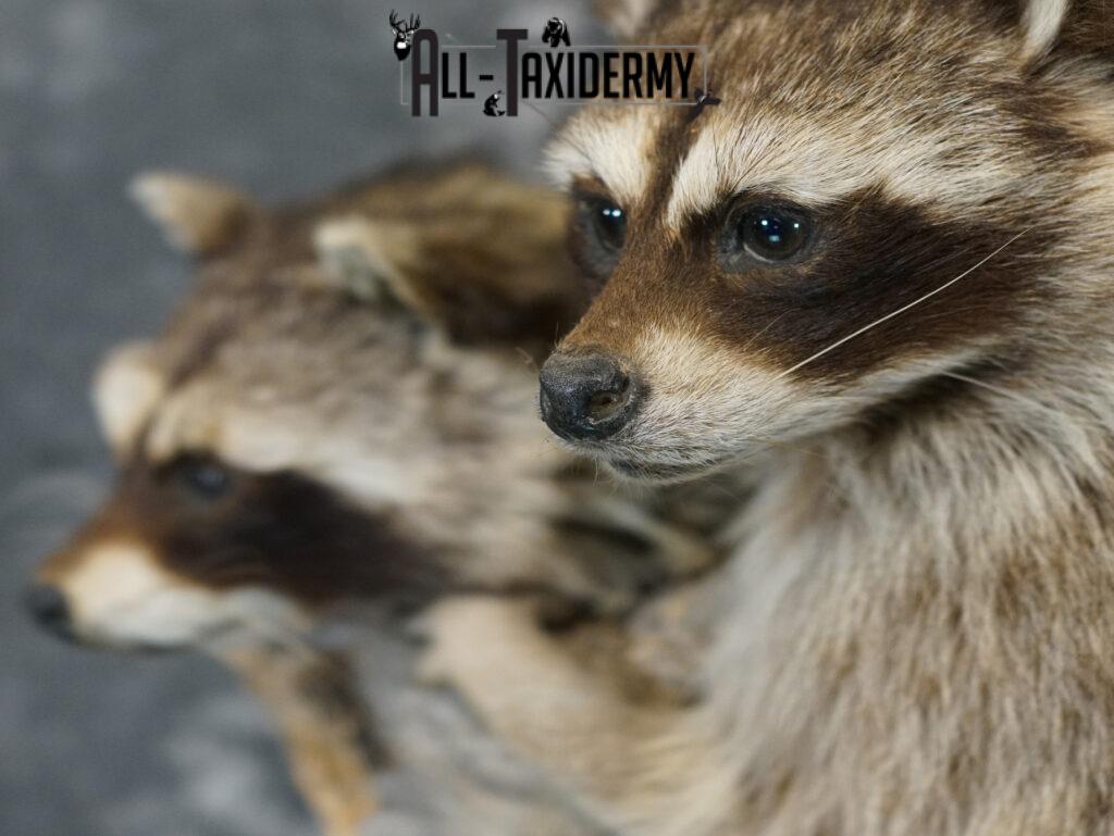 Raccoon Mounts