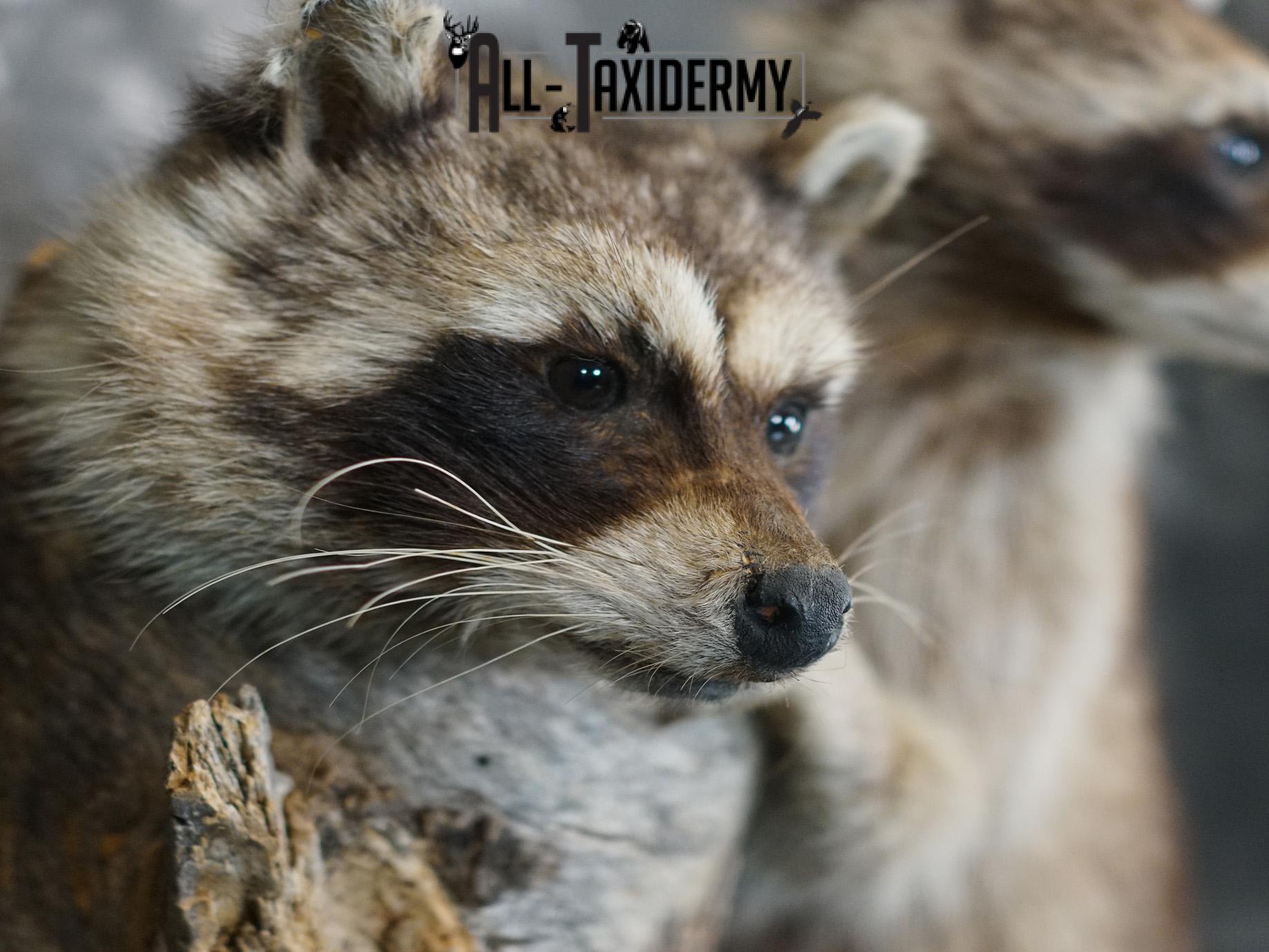 Two raccoons climbing log taxidermy mount for sale SKU 2184 - Image 5