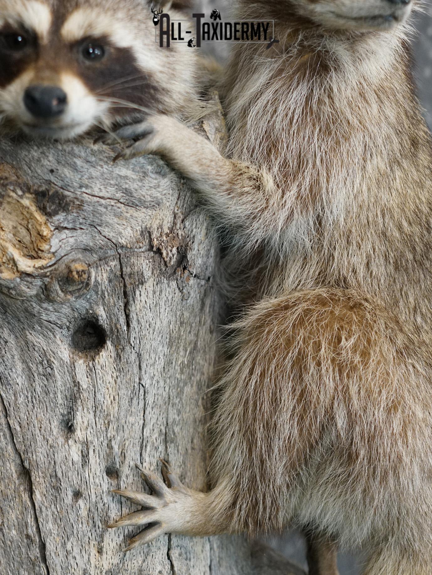 Two raccoons climbing log taxidermy mount for sale SKU 2184 - Image 4