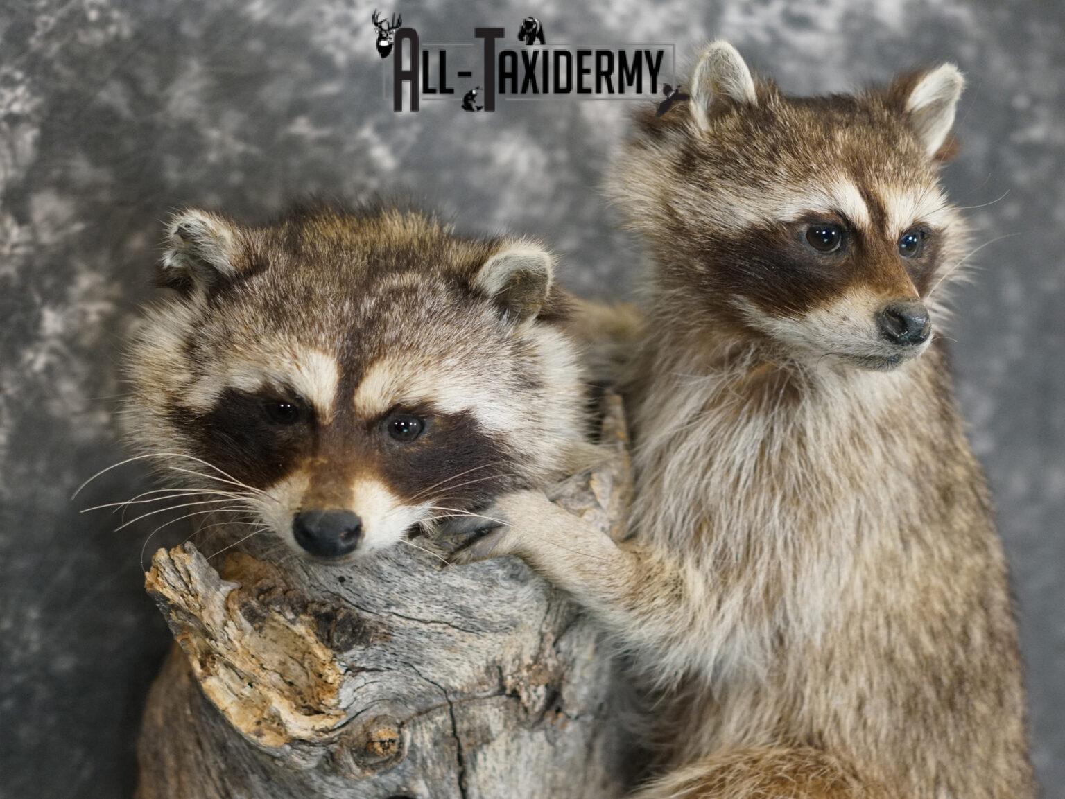 8 Raccoon Mount Ideas for Your Cabin