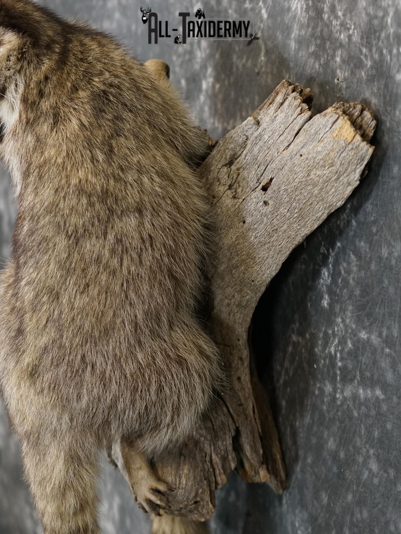 Two raccoons climbing log taxidermy mount for sale SKU 2184 - Image 2