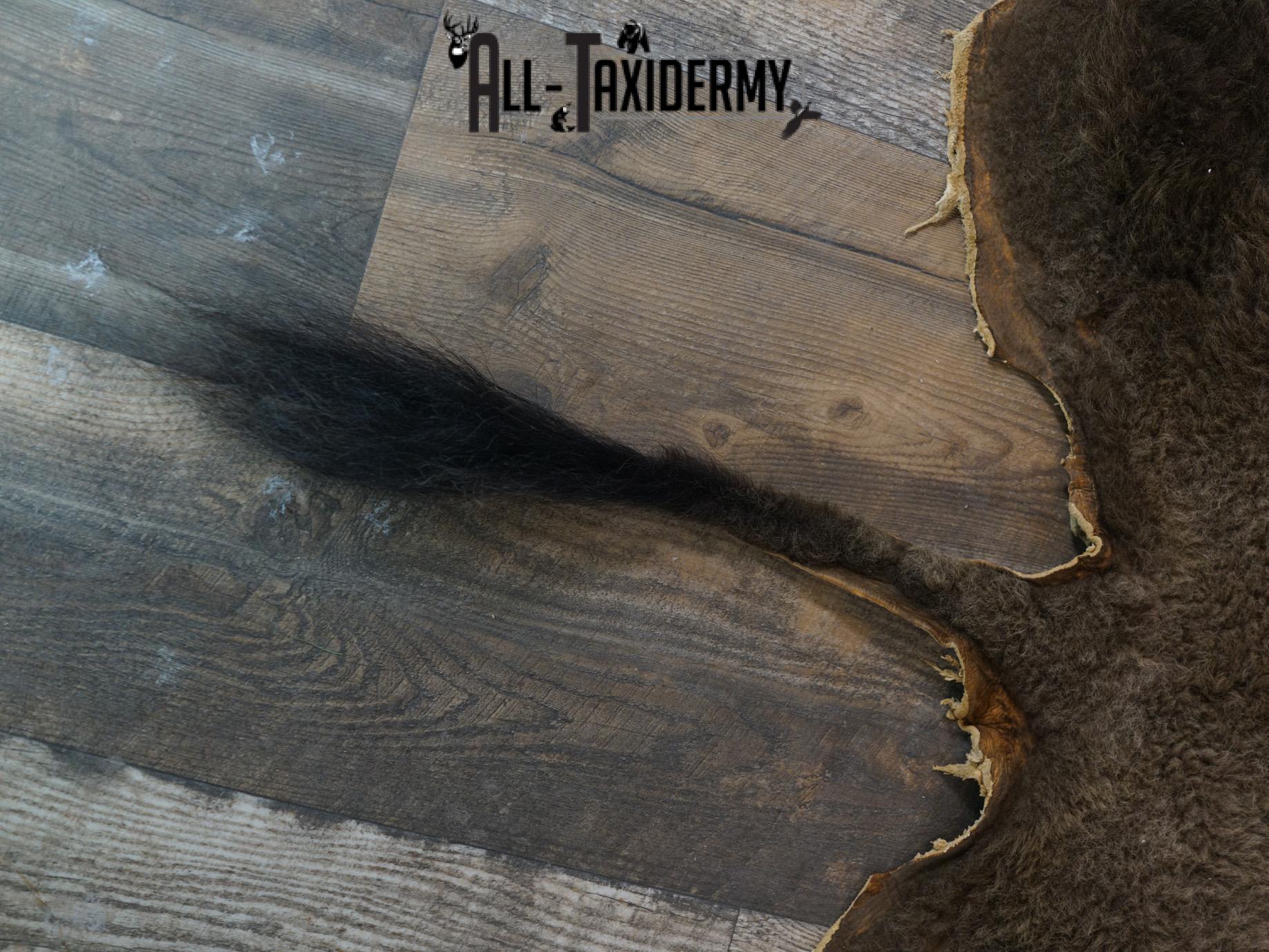 Back 1/2 Bison Hide-robe taxidermy for sale SKU 2166 - Image 4