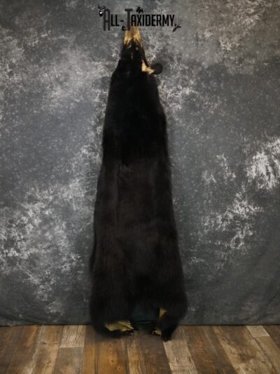 Black bear taxidermy hide for sale SKU 2157