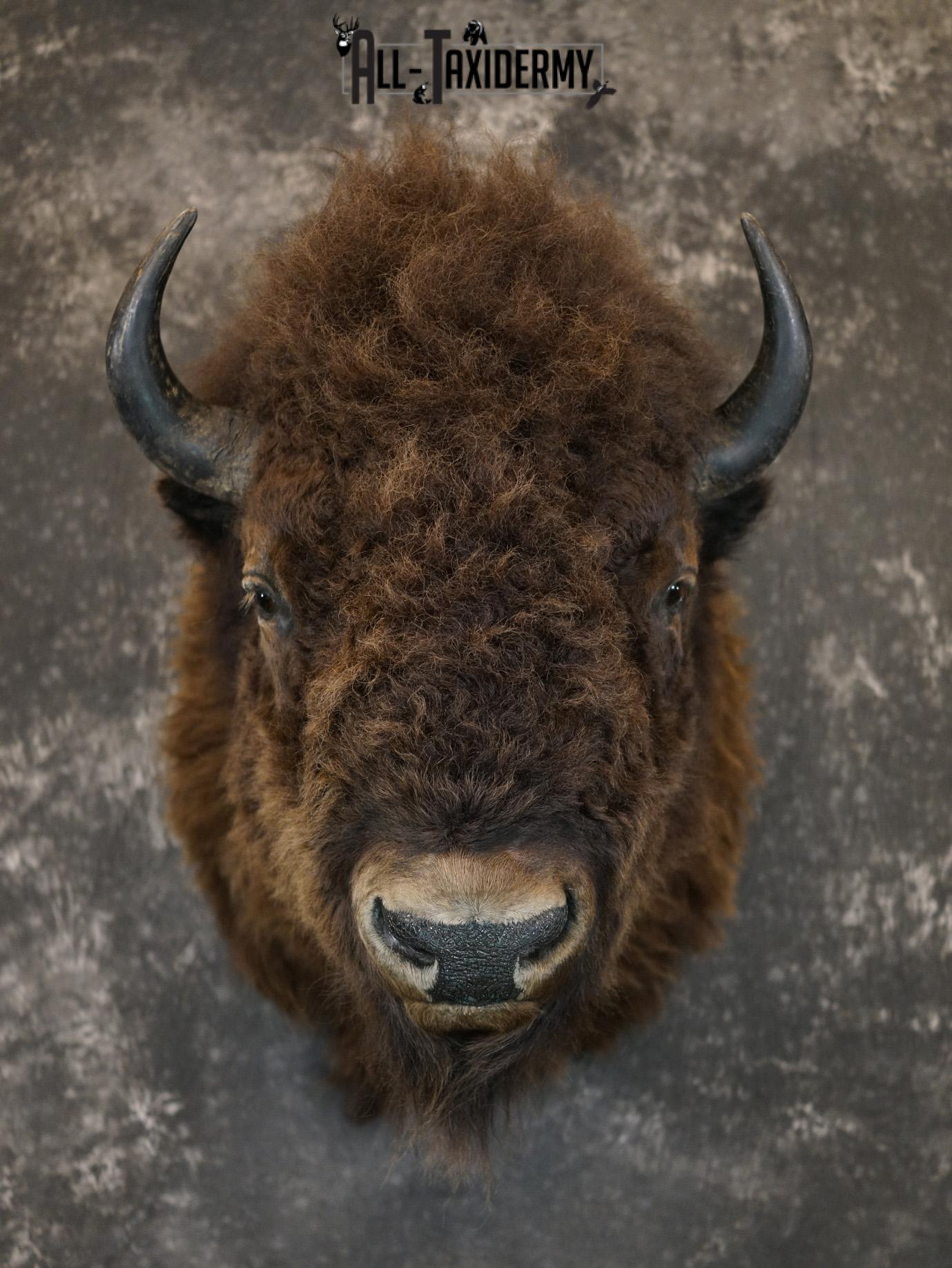 Bison Shoulder taxidermy mount for sale SKU 2146 - Image 10