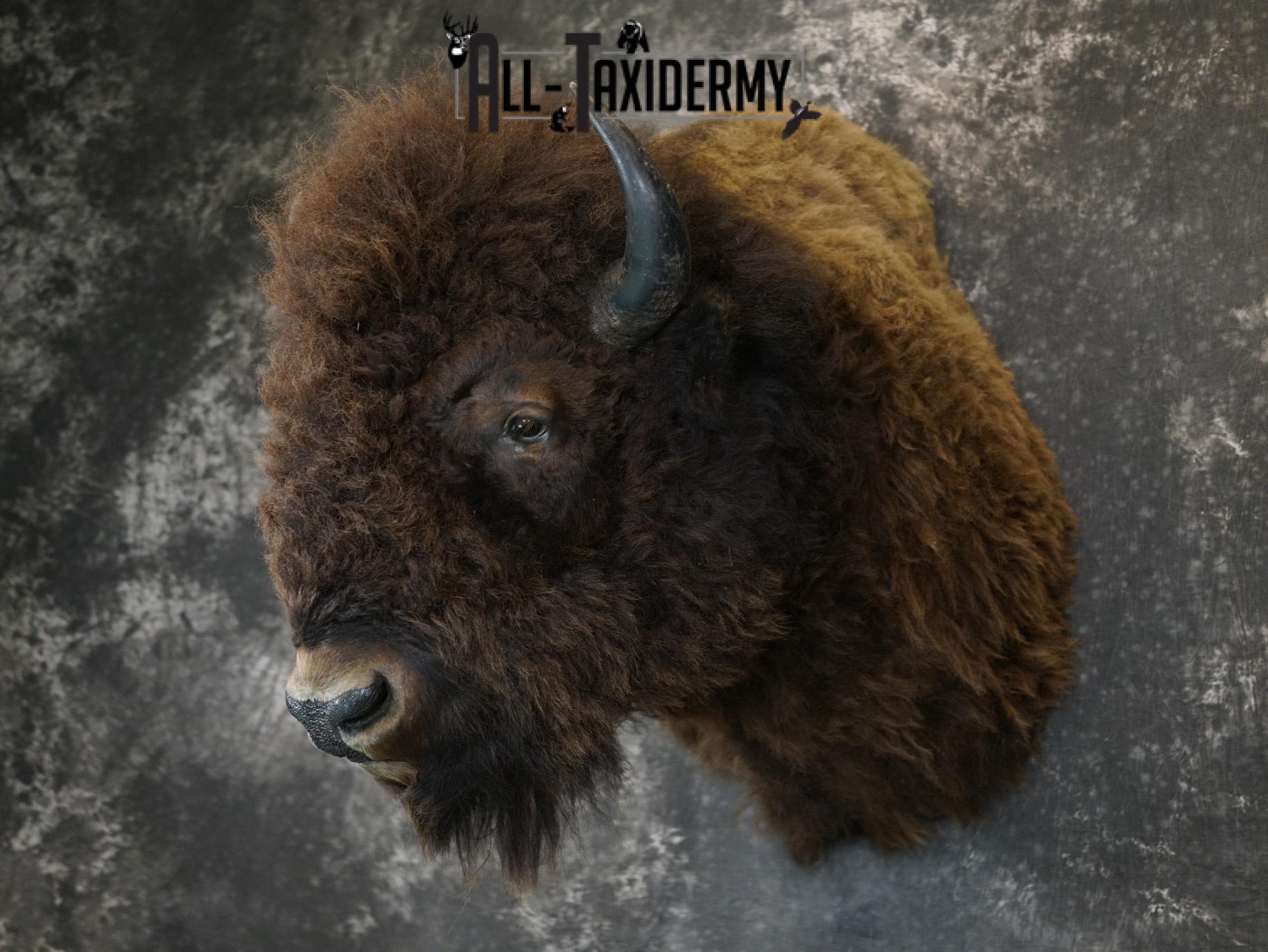 Bison Shoulder taxidermy mount for sale SKU 2146 - Image 9