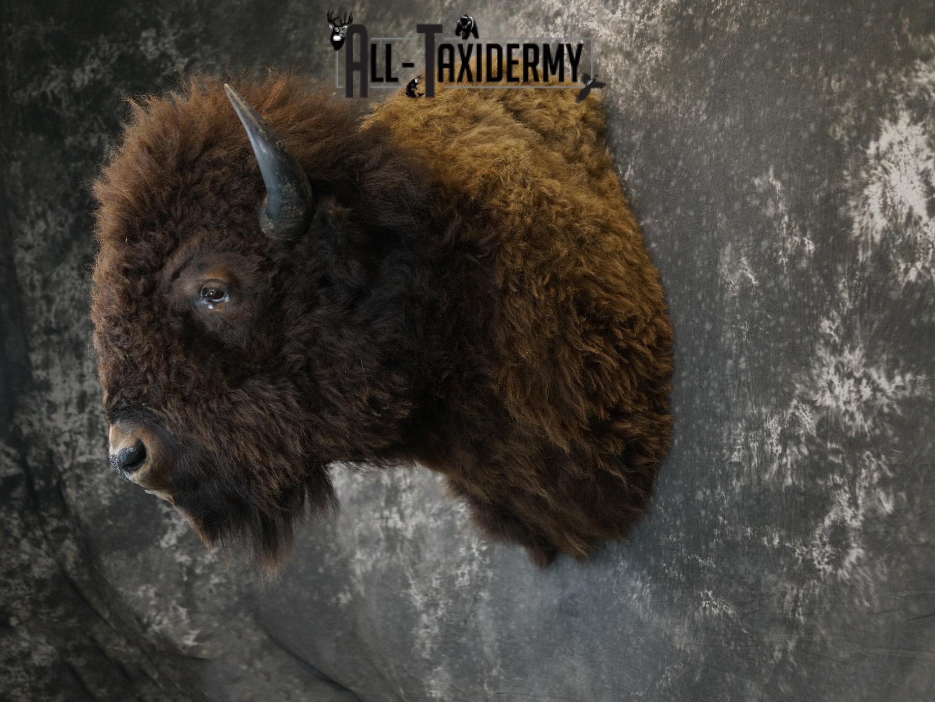 Bison Shoulder taxidermy mount for sale SKU 2146 - Image 8