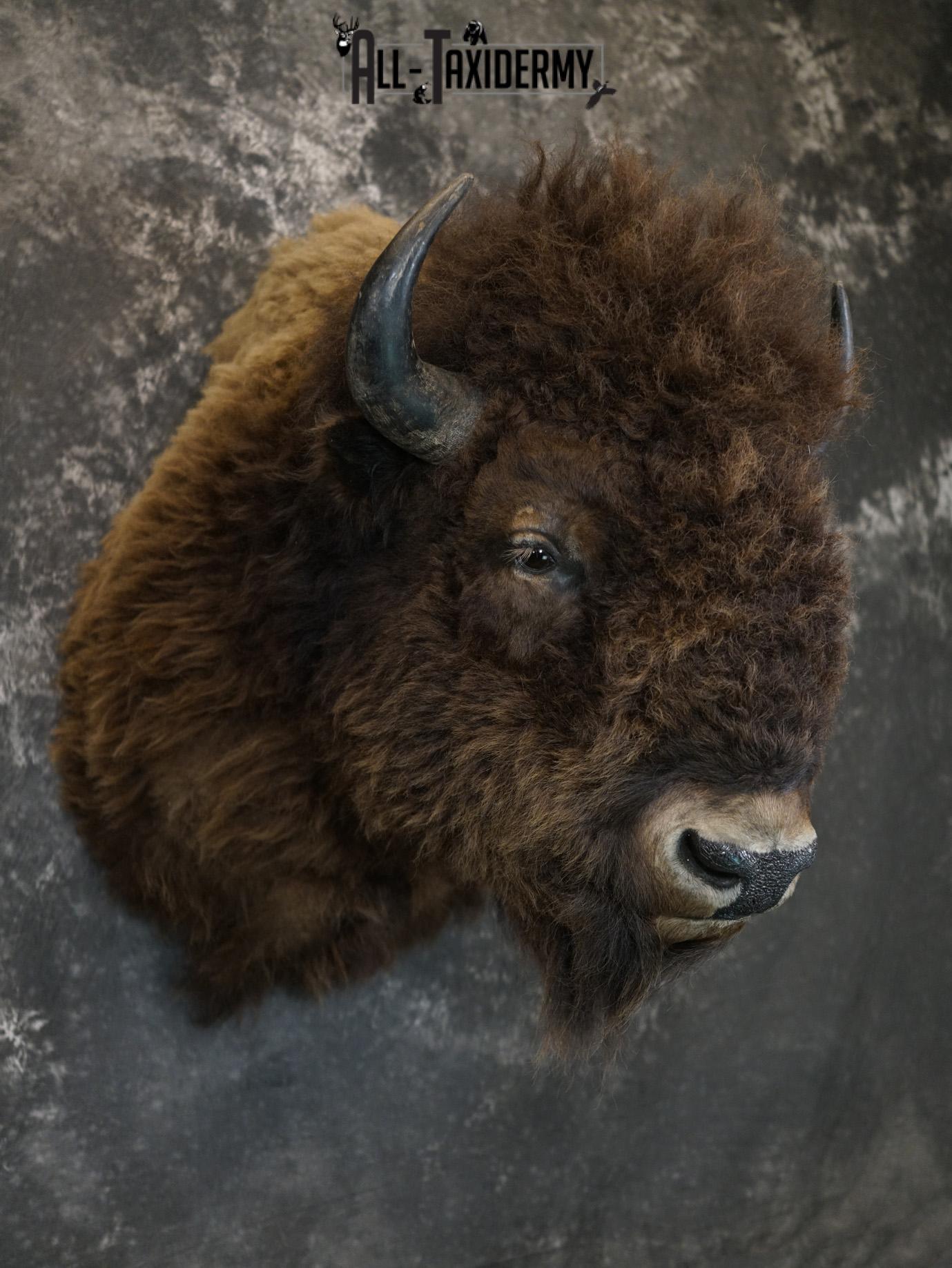 Bison Shoulder taxidermy mount for sale SKU 2146