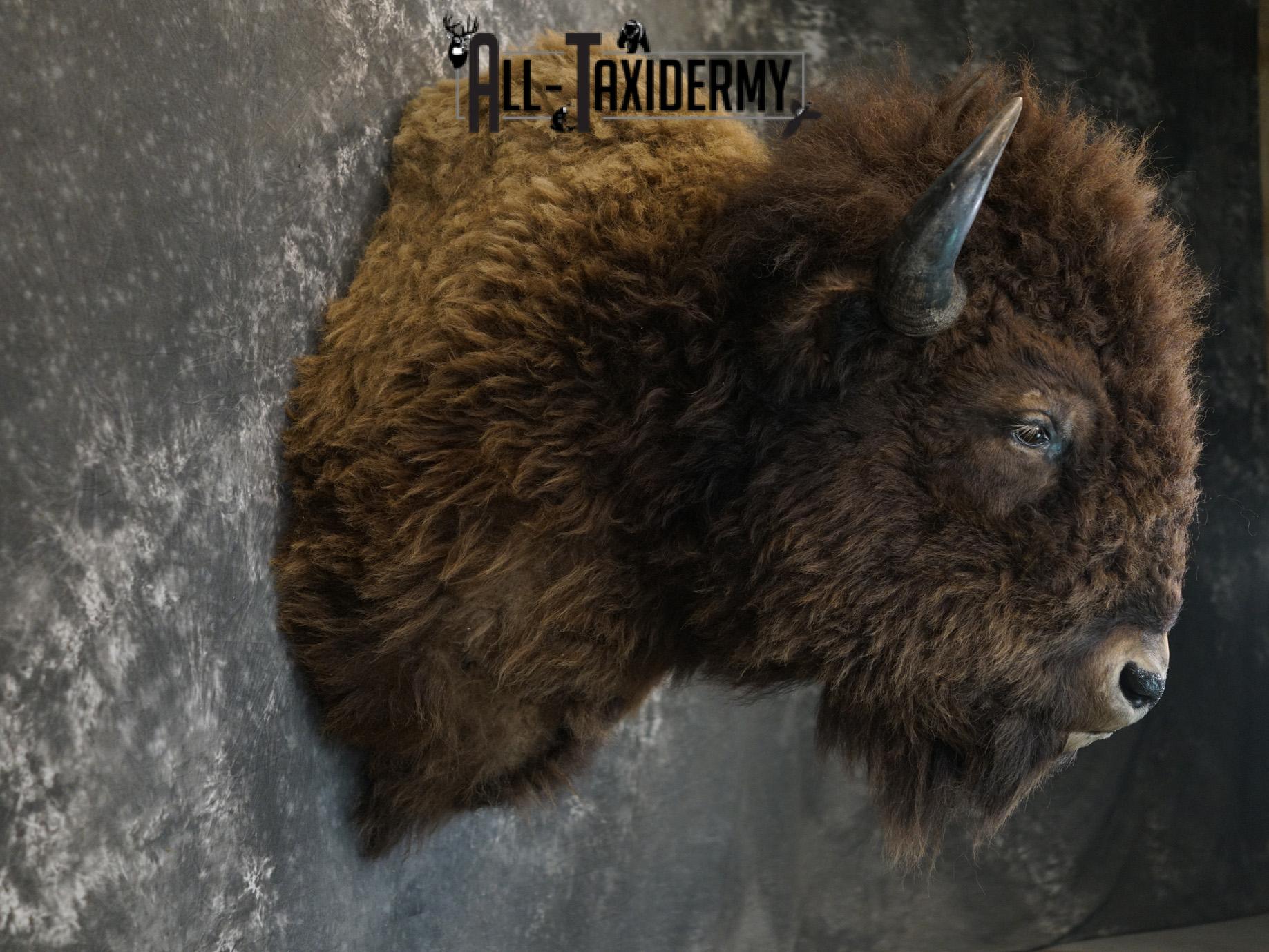 Bison Shoulder taxidermy mount for sale SKU 2146 - Image 6