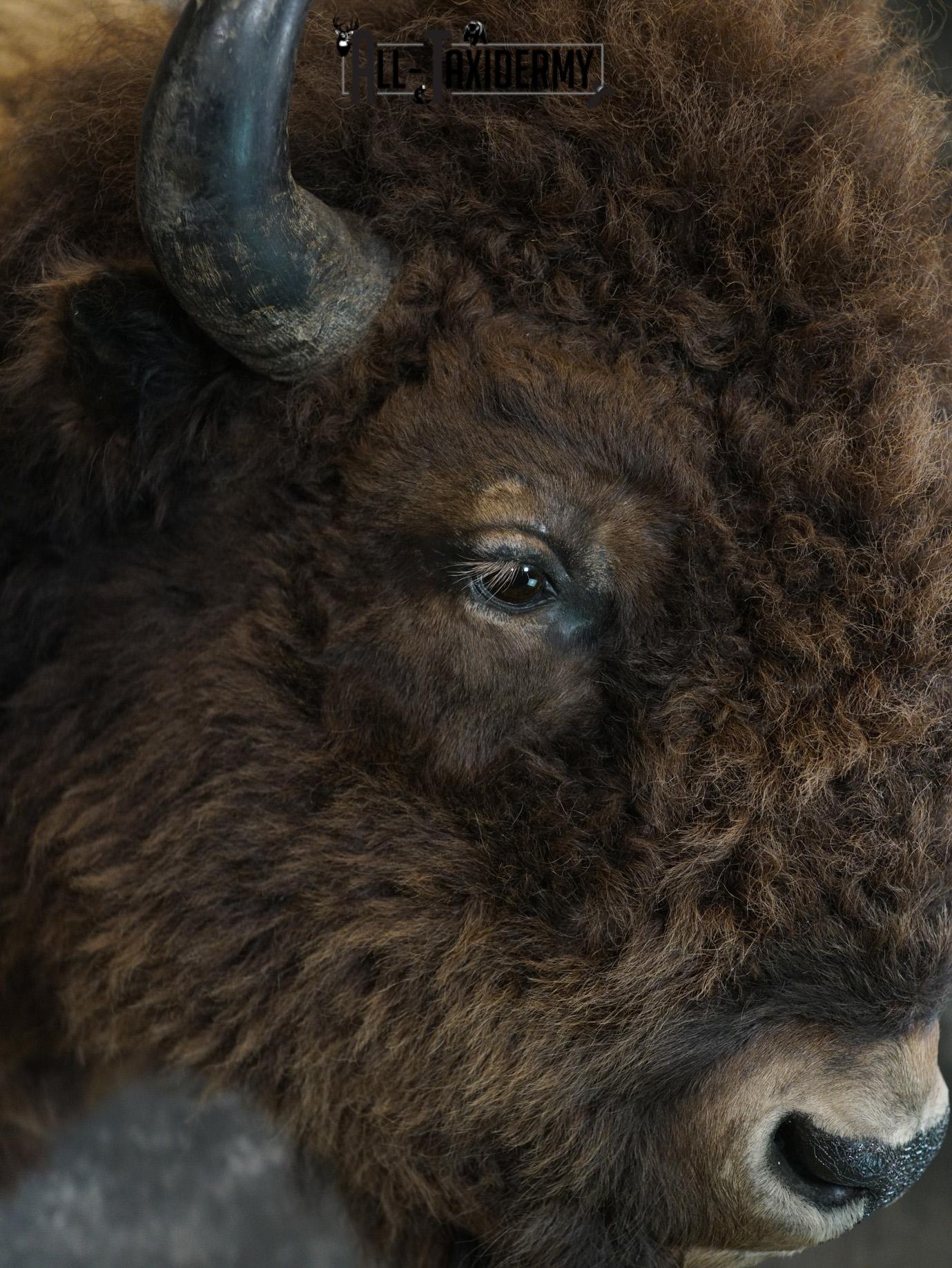 Bison Shoulder taxidermy mount for sale SKU 2146 - Image 5