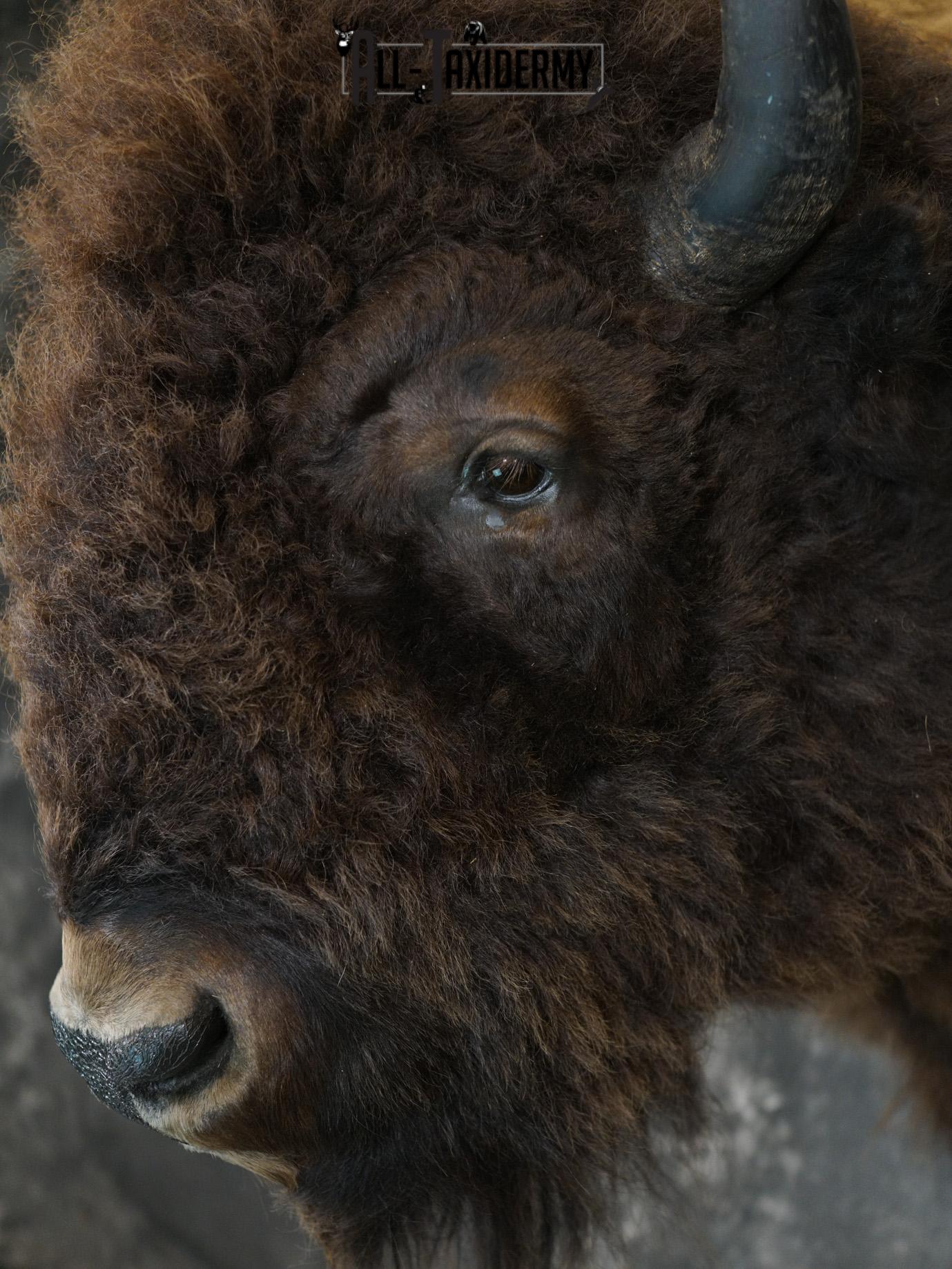 Bison Shoulder taxidermy mount for sale SKU 2146 - Image 4