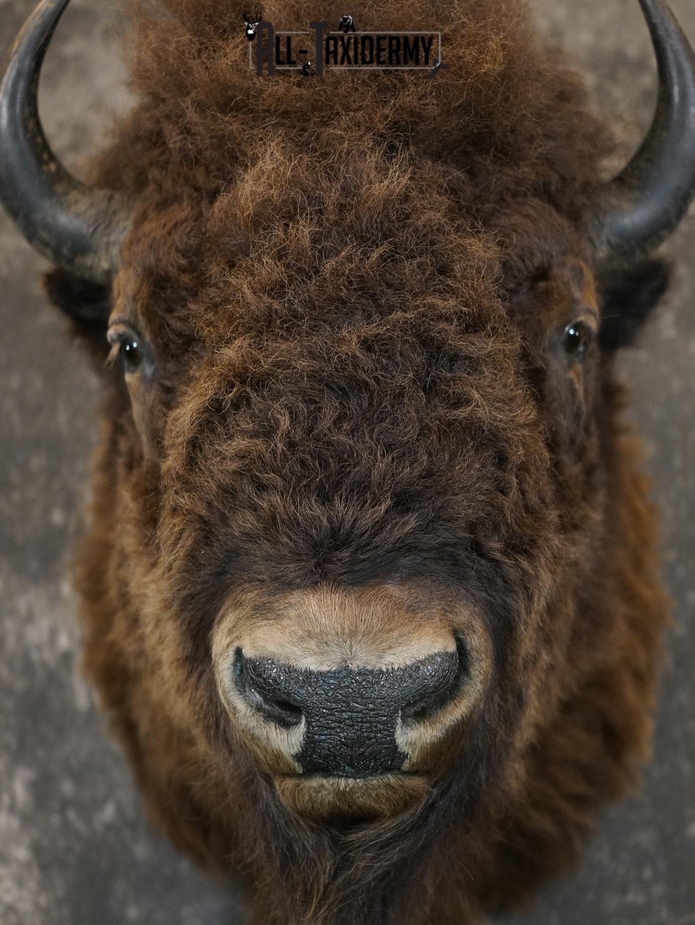 Bison Shoulder taxidermy mount for sale SKU 2146 - Image 3