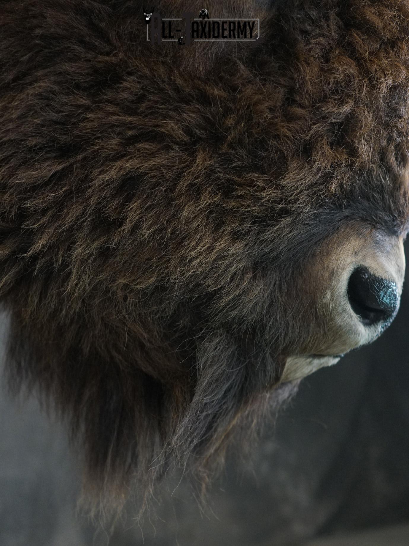 Bison Shoulder taxidermy mount for sale SKU 2146 - Image 2