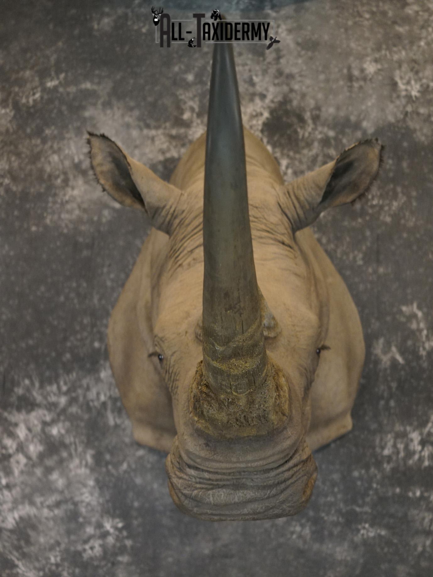 Replica White Rhino Taxidermy Shoulder Mount SKU 2205 - Image 22
