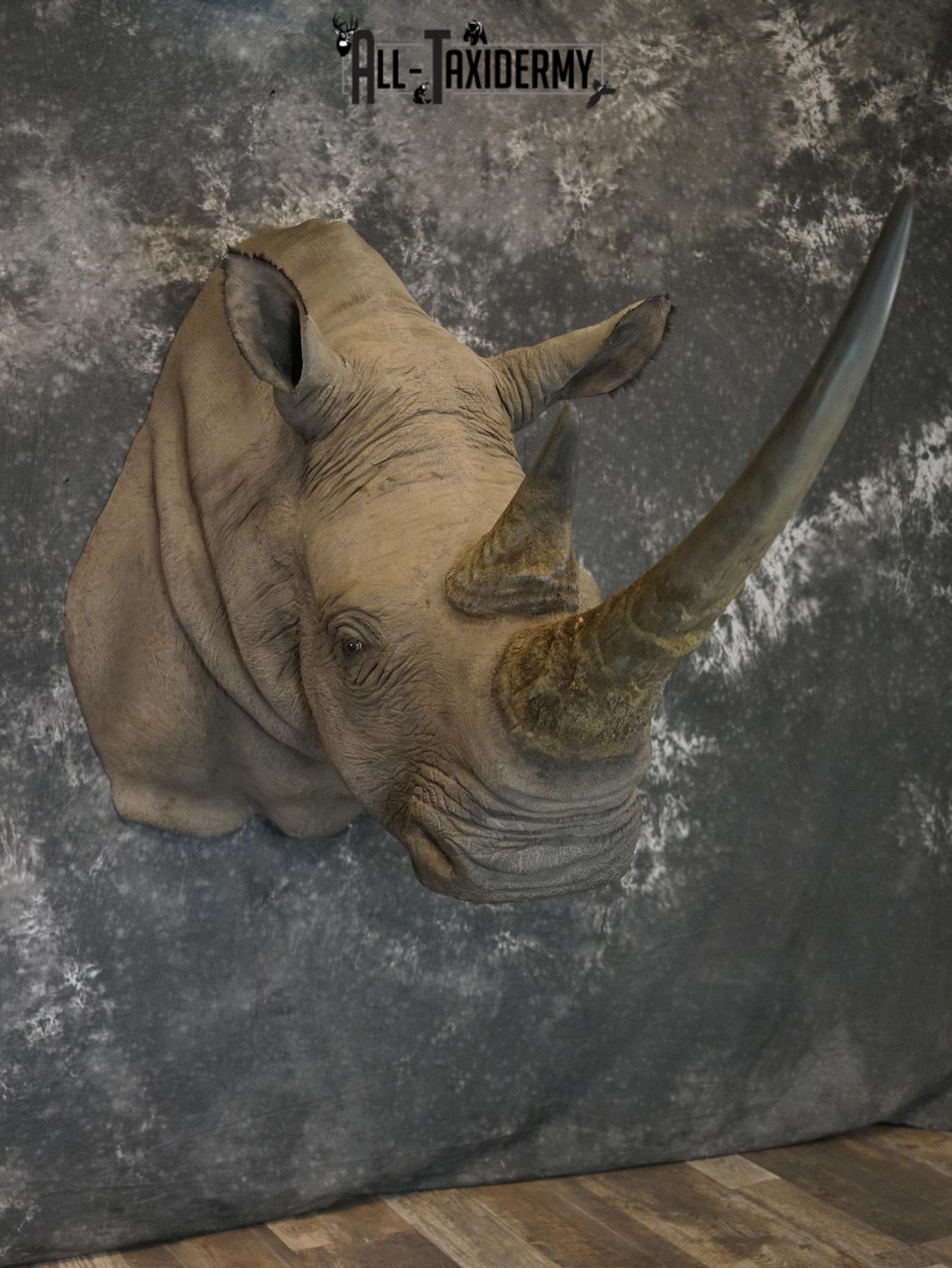 Replica White Rhino Taxidermy Shoulder Mount SKU 2205 - Image 21