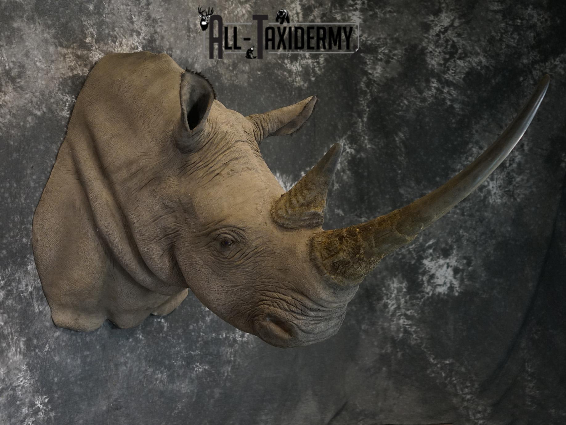 Replica White Rhino Taxidermy Shoulder Mount SKU 2205 - Image 20