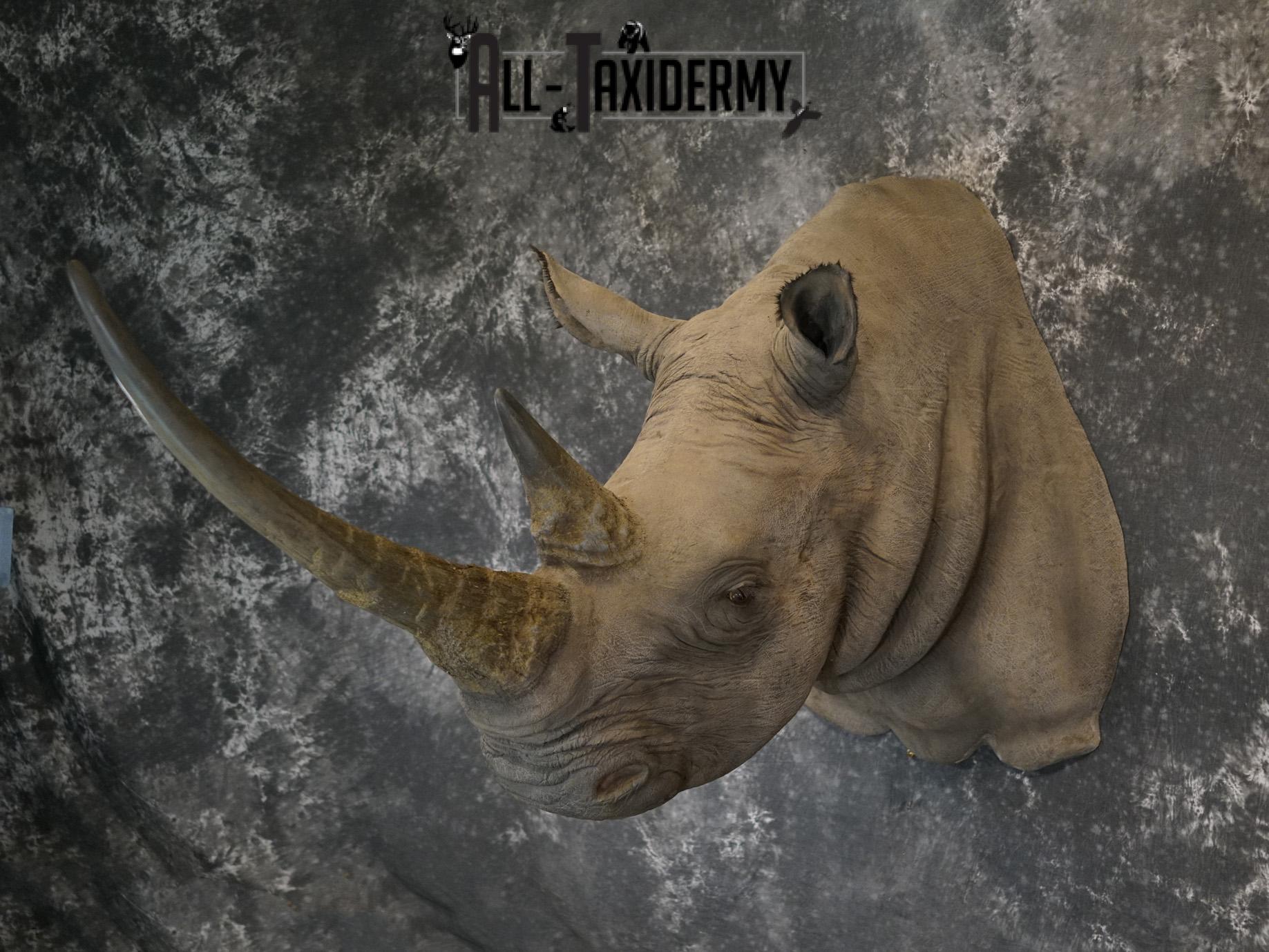 Replica White Rhino Taxidermy Shoulder Mount SKU 2205 - Image 19