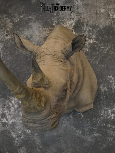 Replica White Rhino Taxidermy Shoulder Mount SKU 2205