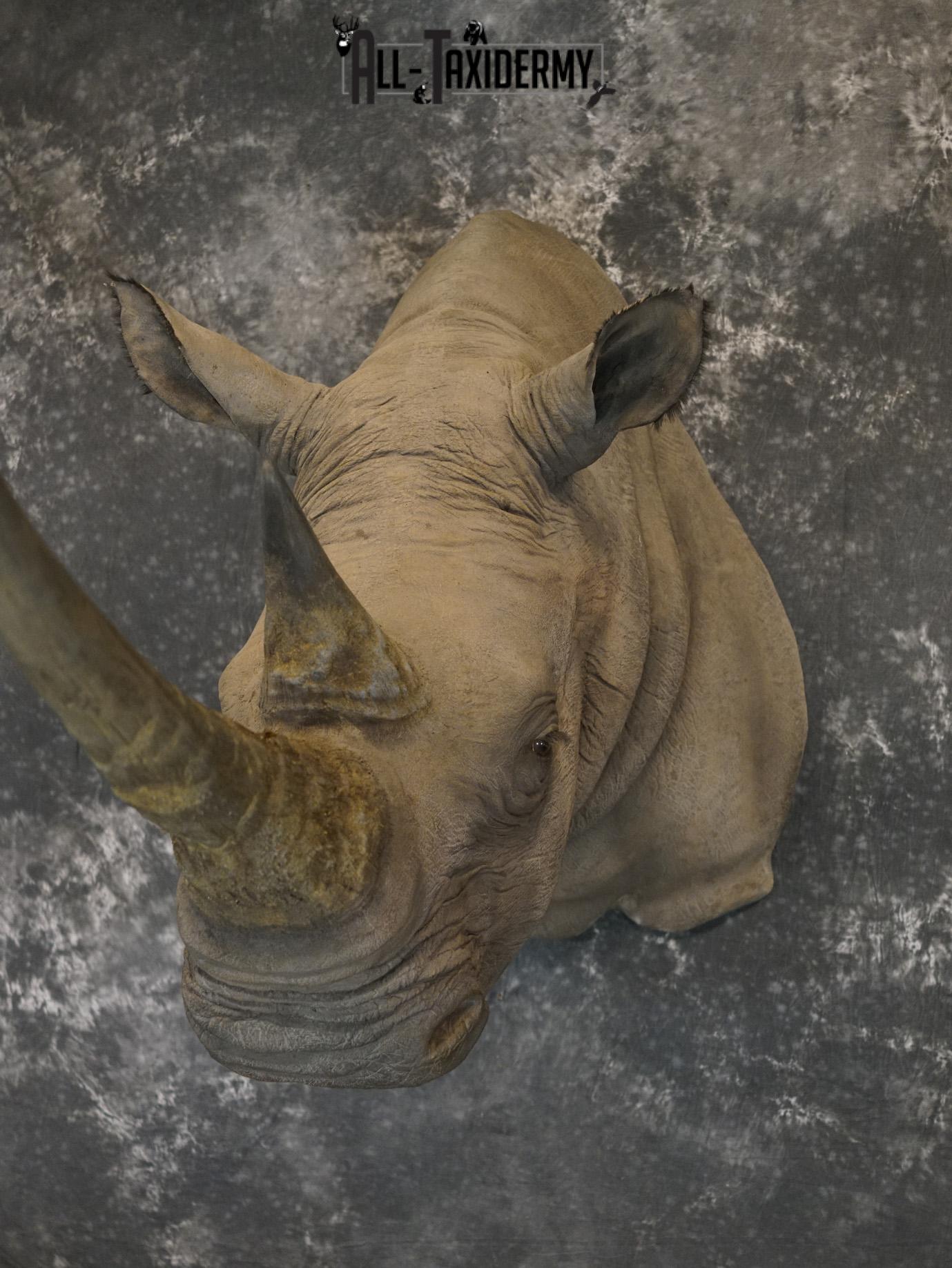 Replica White Rhino Taxidermy Shoulder Mount SKU 2205