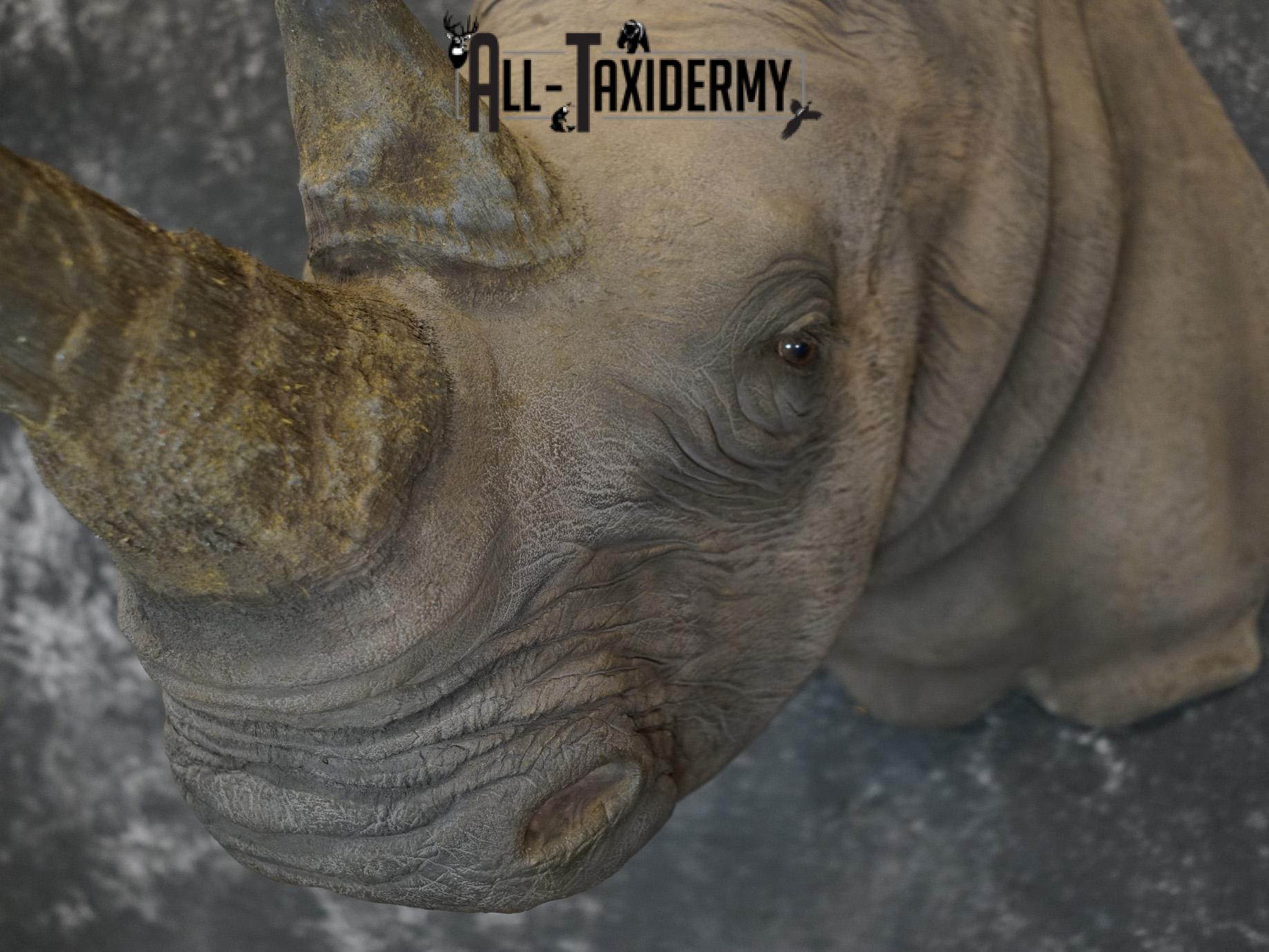 Replica White Rhino Taxidermy Shoulder Mount SKU 2205 - Image 17