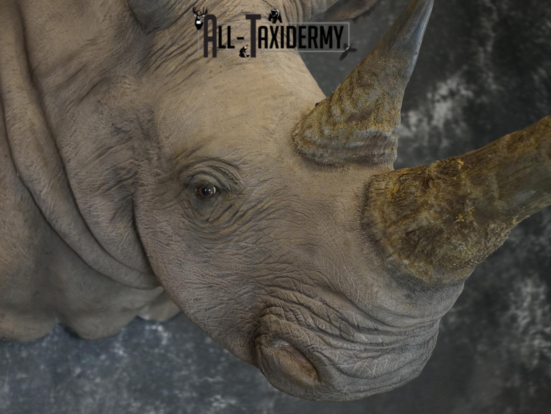 Replica White Rhino Taxidermy Shoulder Mount SKU 2205 - Image 16