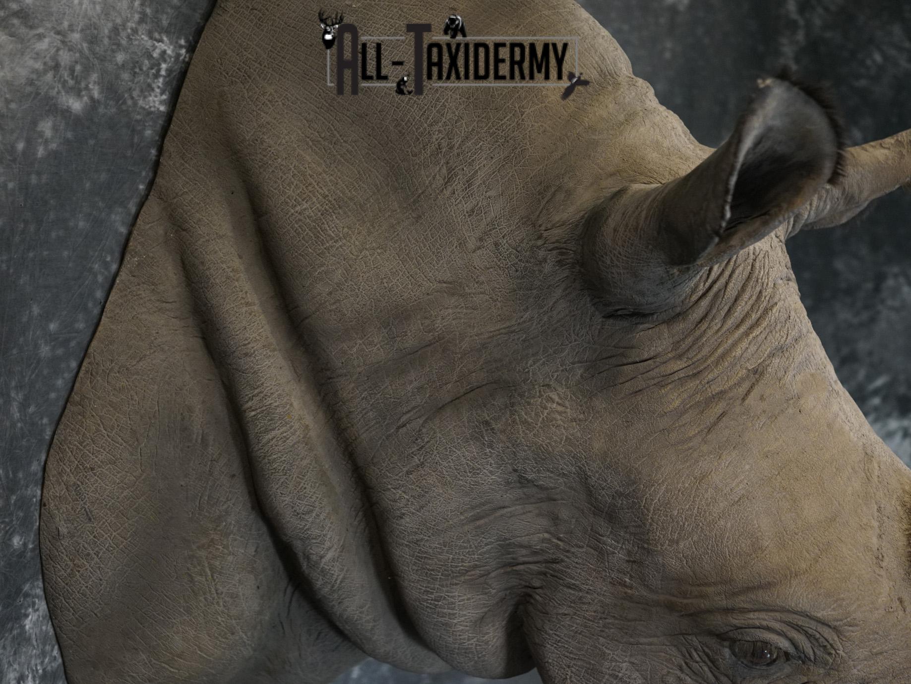 Replica White Rhino Taxidermy Shoulder Mount SKU 2205 - Image 15