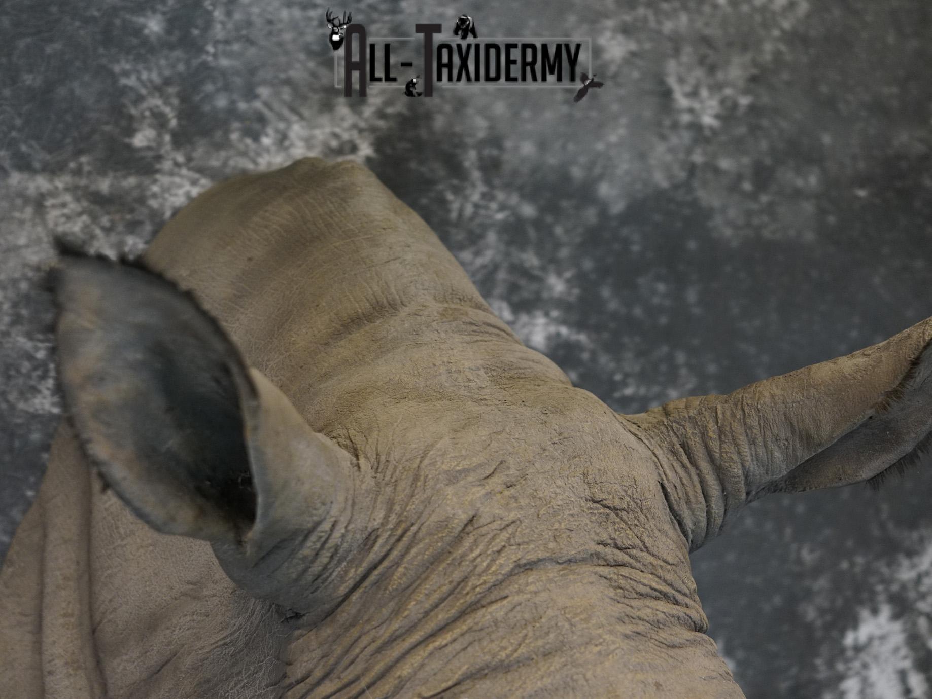 Replica White Rhino Taxidermy Shoulder Mount SKU 2205 - Image 14