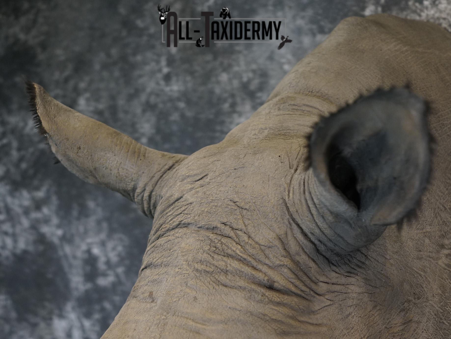 Replica White Rhino Taxidermy Shoulder Mount SKU 2205 - Image 13