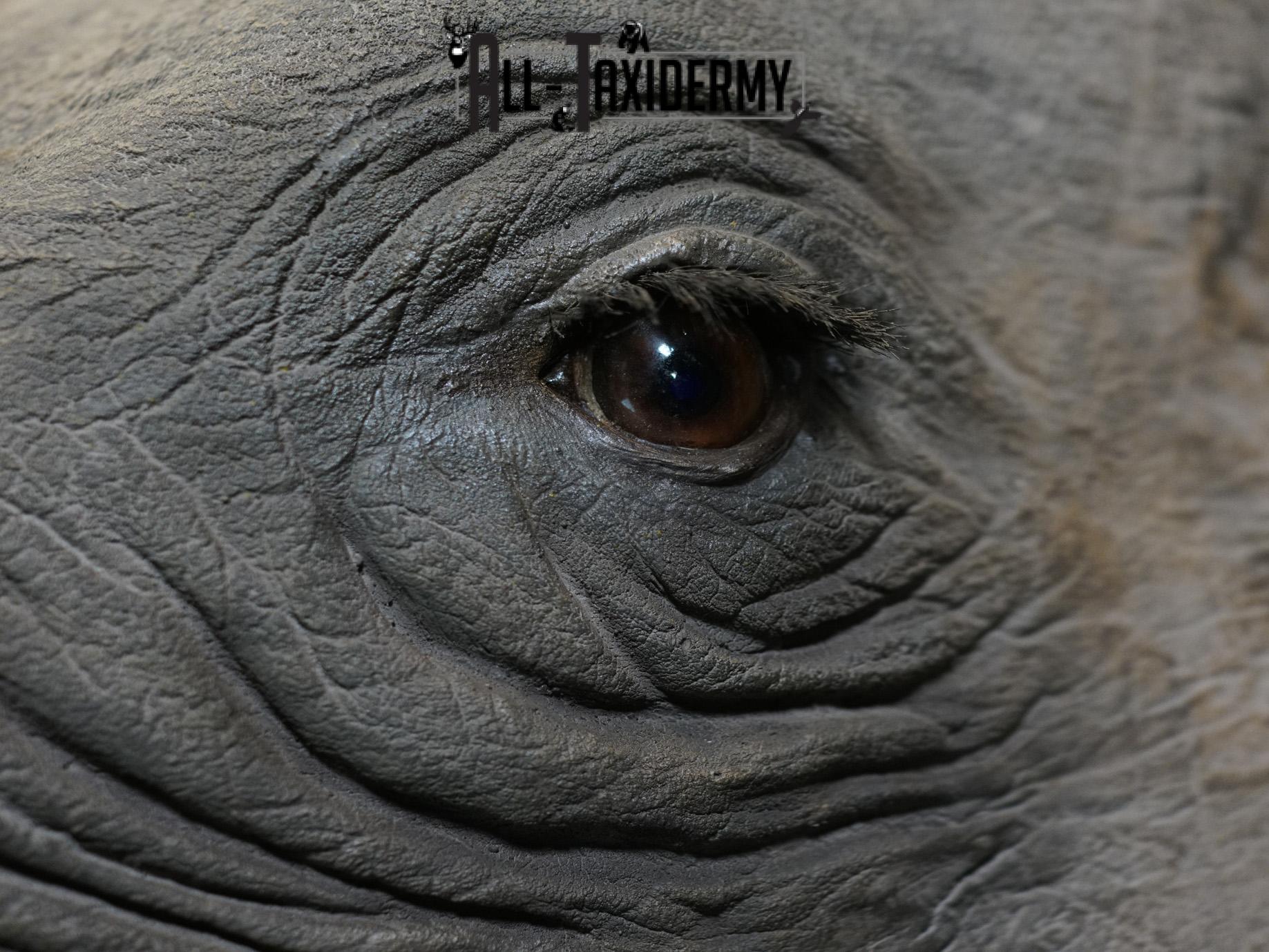 Replica White Rhino Taxidermy Shoulder Mount SKU 2205 - Image 12