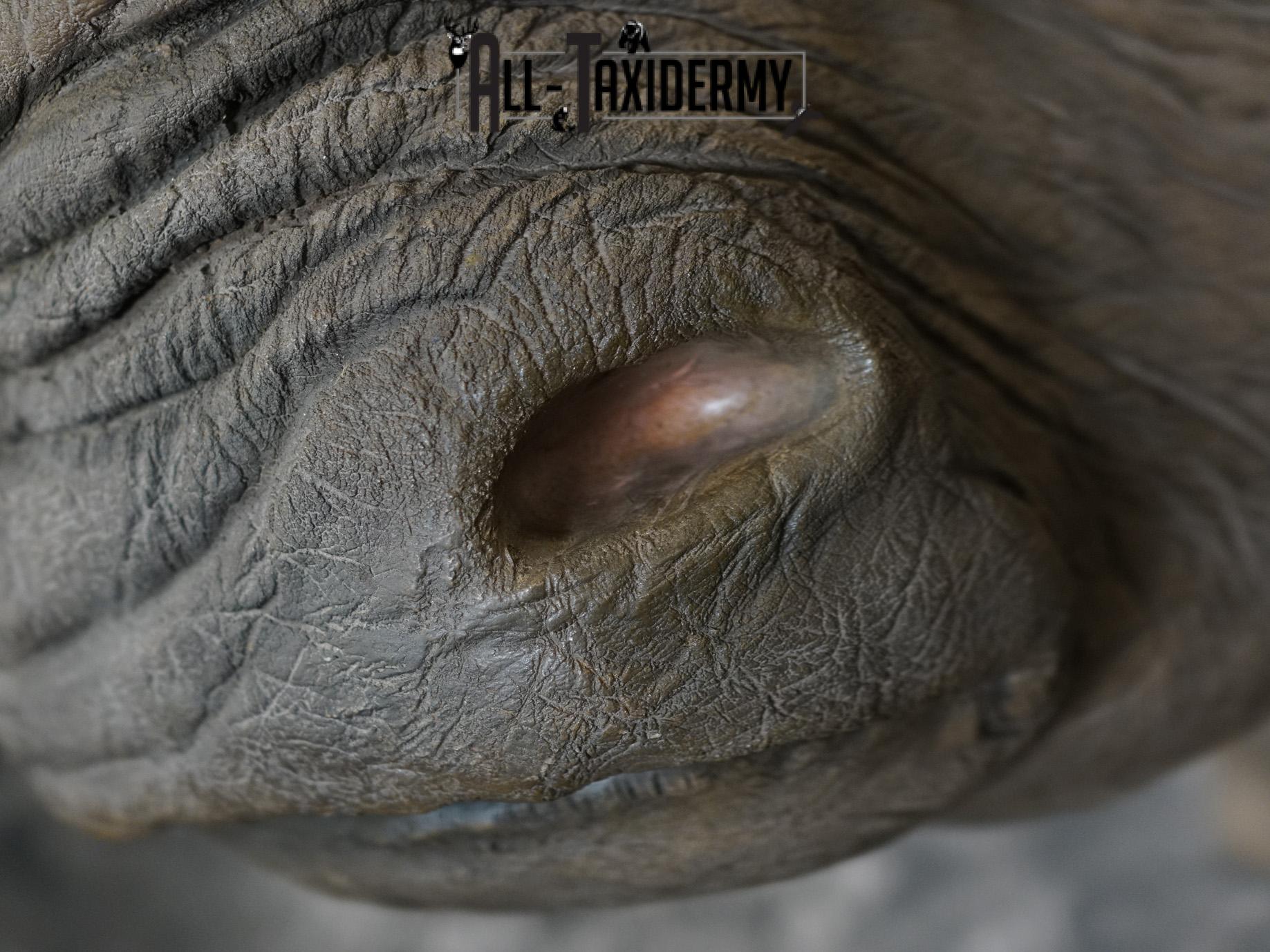 Replica White Rhino Taxidermy Shoulder Mount SKU 2205 - Image 11