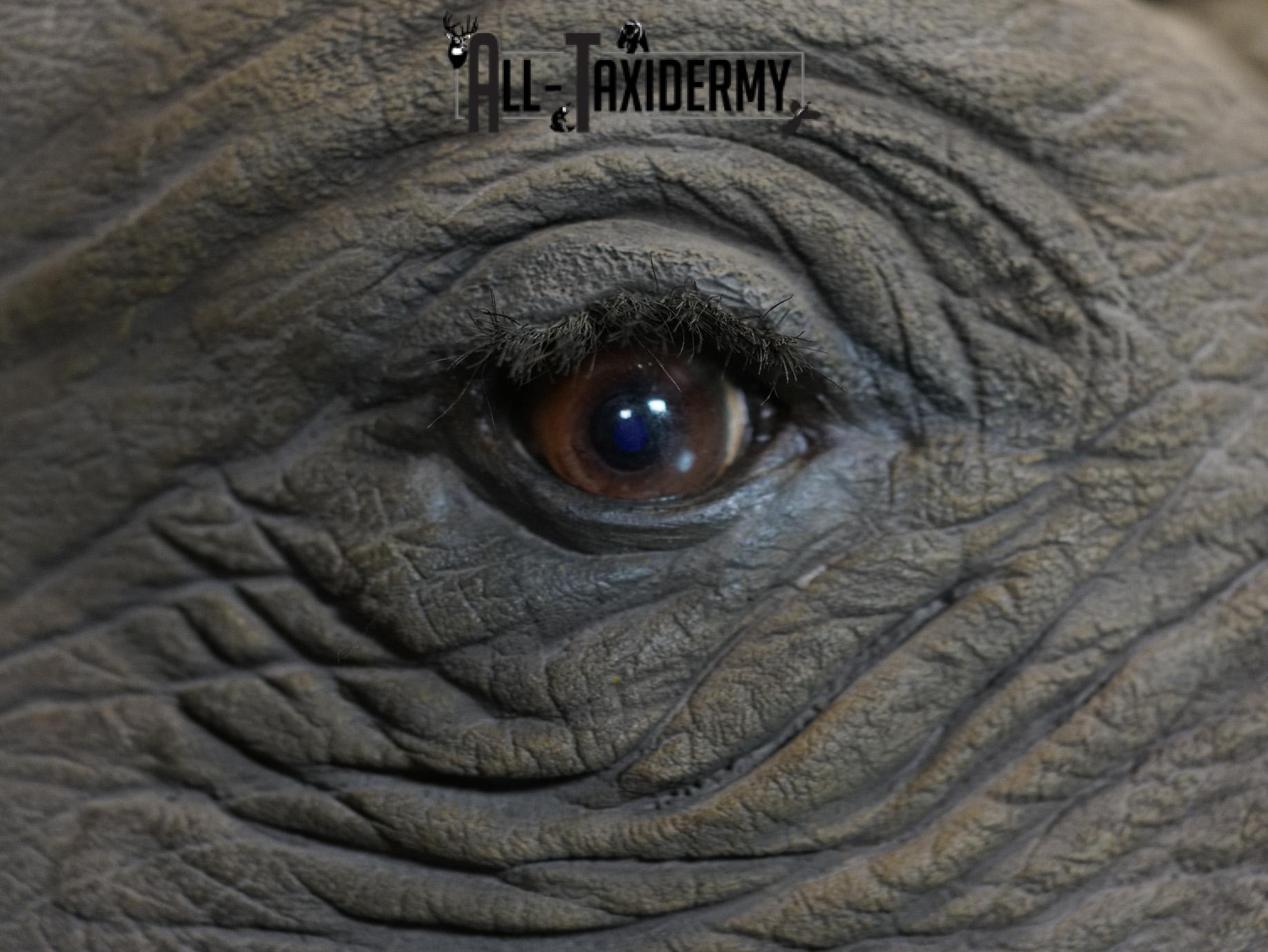 Replica White Rhino Taxidermy Shoulder Mount SKU 2205 - Image 10