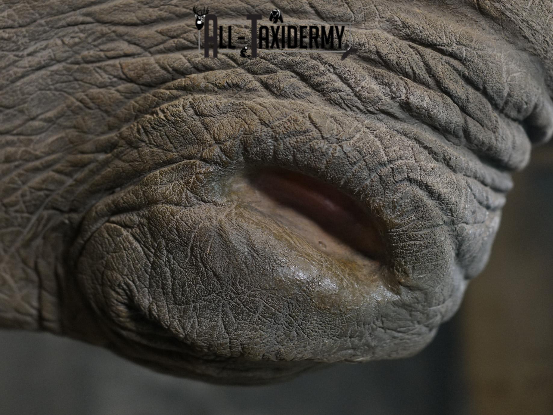 Replica White Rhino Taxidermy Shoulder Mount SKU 2205 - Image 9