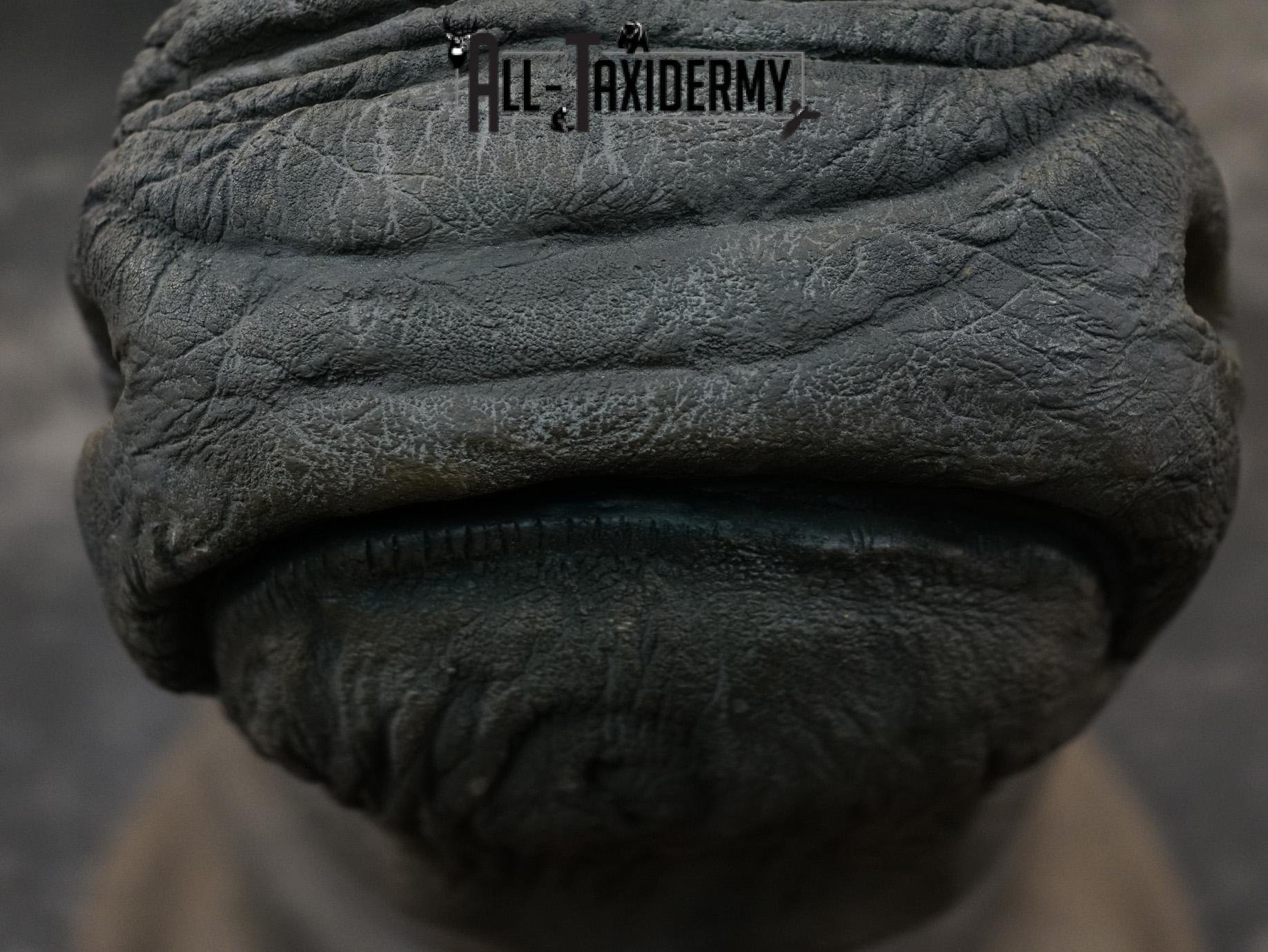 Replica White Rhino Taxidermy Shoulder Mount SKU 2205 - Image 8