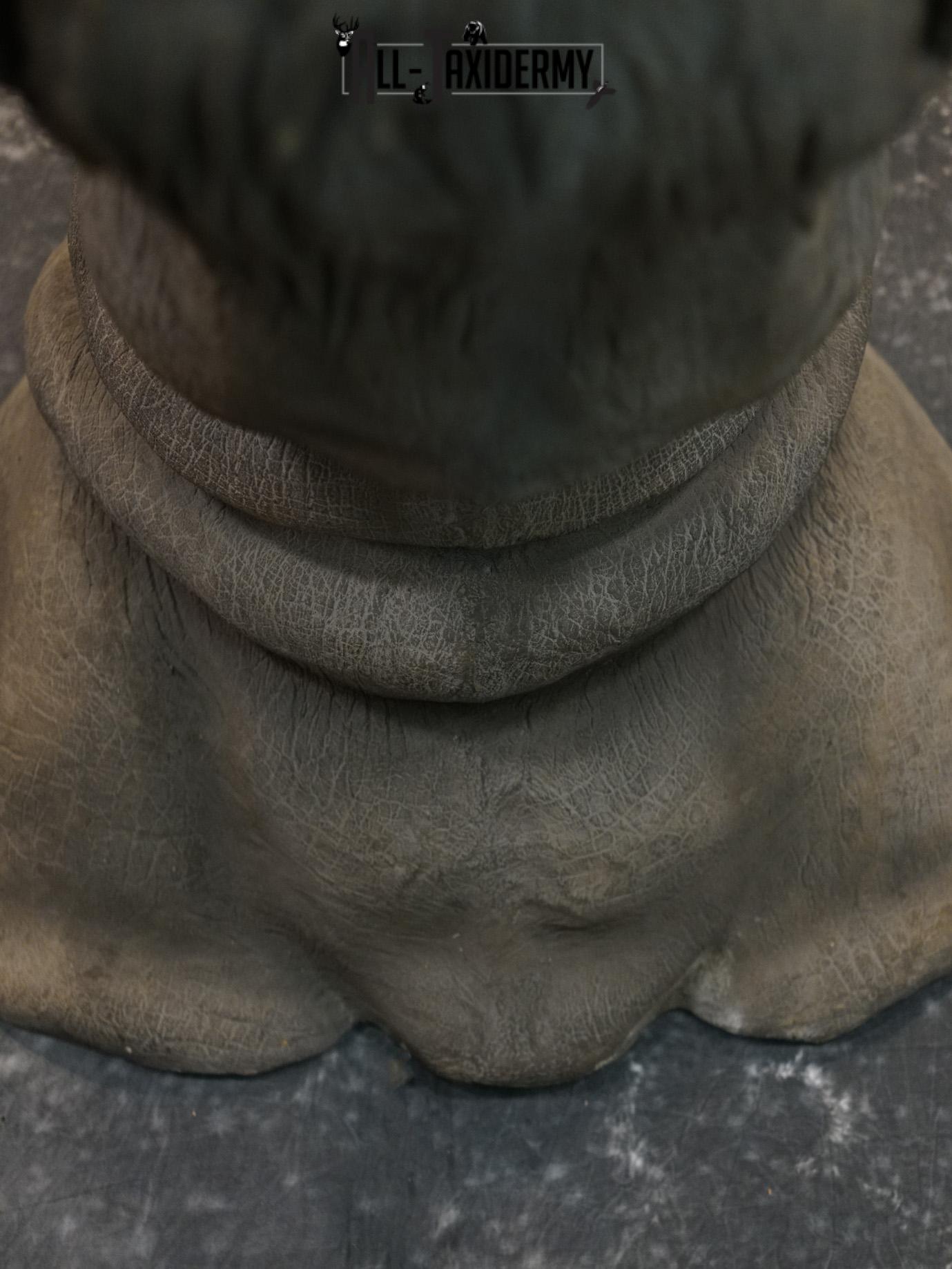 Replica White Rhino Taxidermy Shoulder Mount SKU 2205 - Image 7