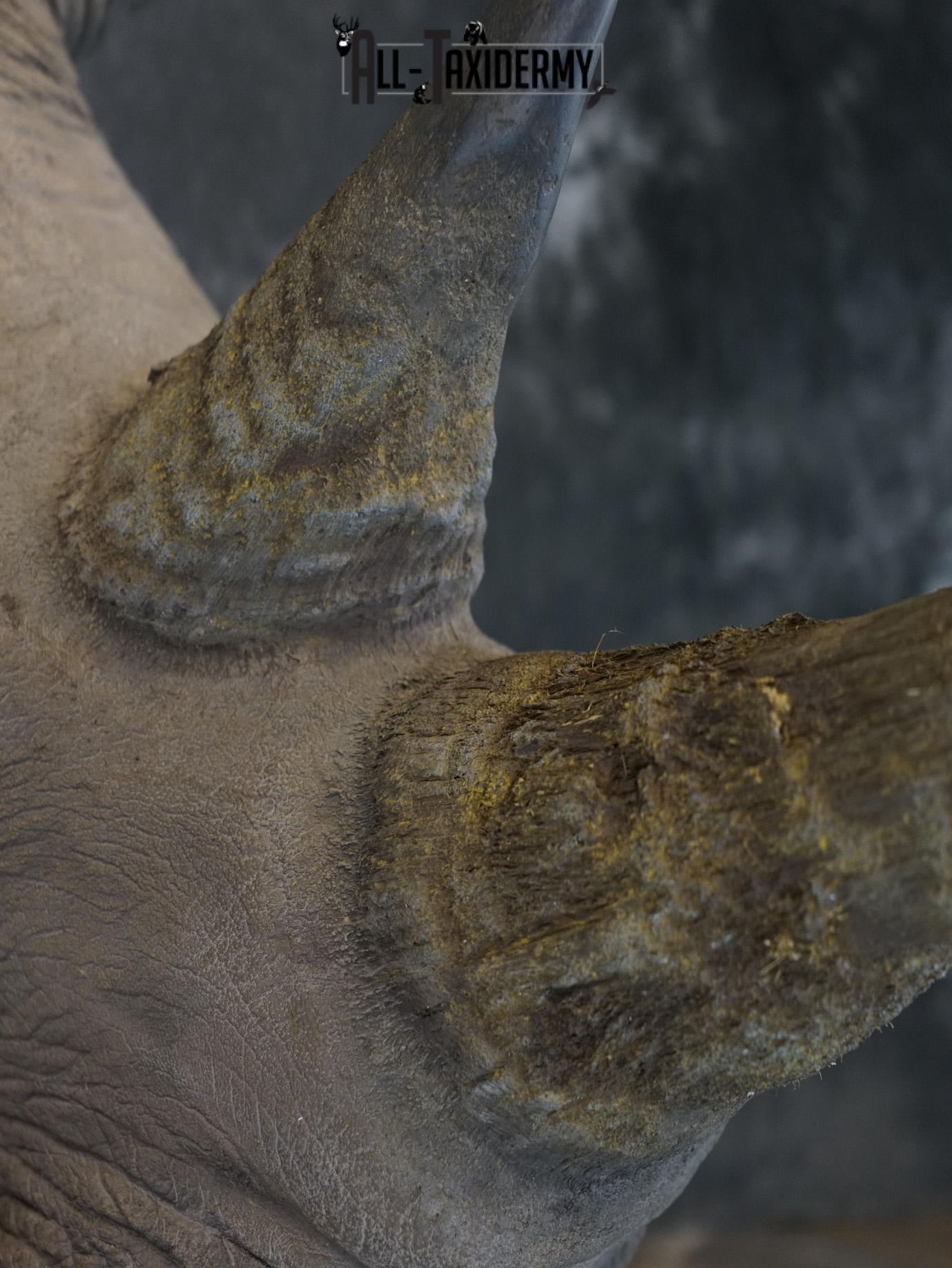 Replica White Rhino Taxidermy Shoulder Mount SKU 2205 - Image 6