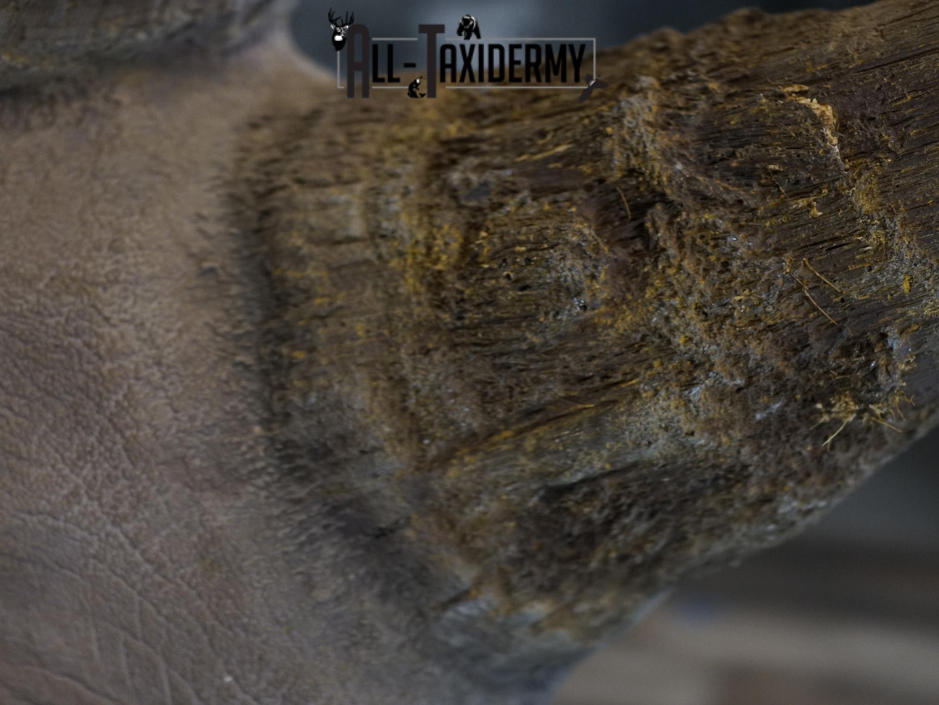 Replica White Rhino Taxidermy Shoulder Mount SKU 2205 - Image 5