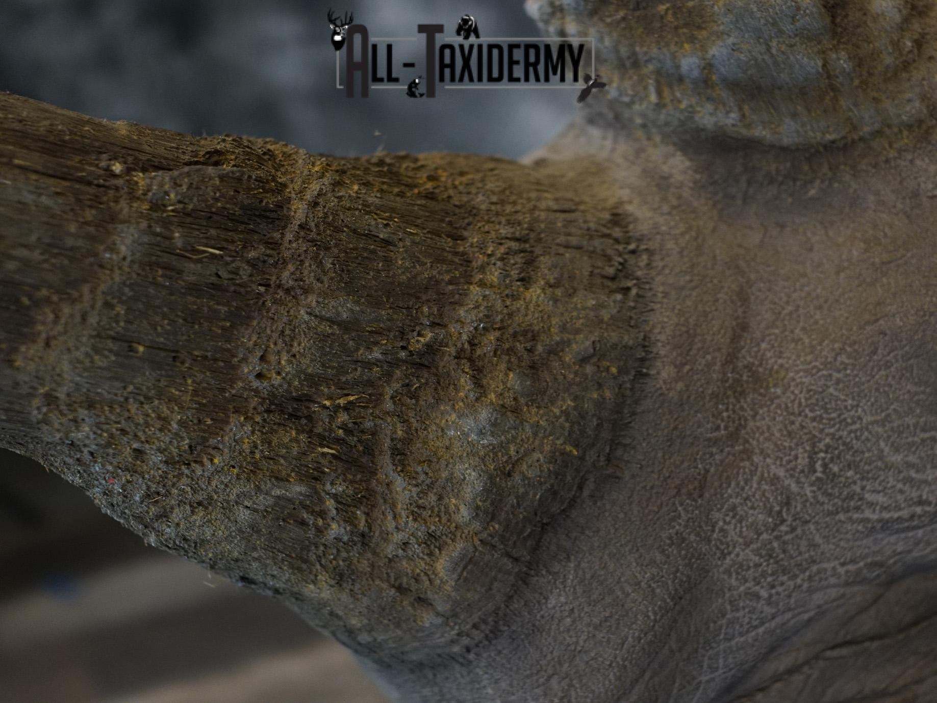 Replica White Rhino Taxidermy Shoulder Mount SKU 2205 - Image 4