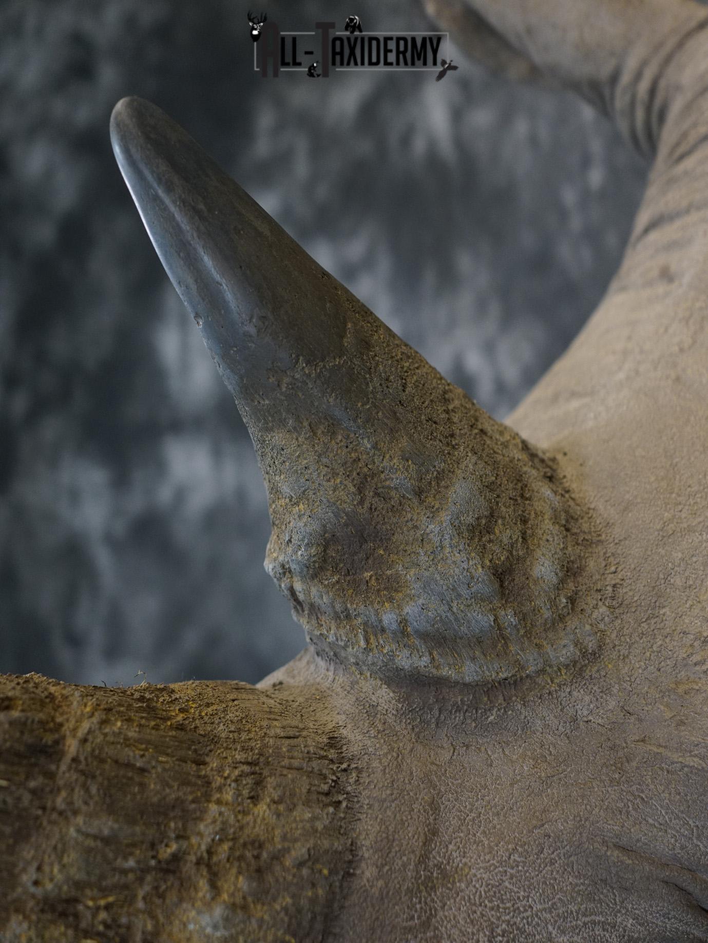 Replica White Rhino Taxidermy Shoulder Mount SKU 2205 - Image 3