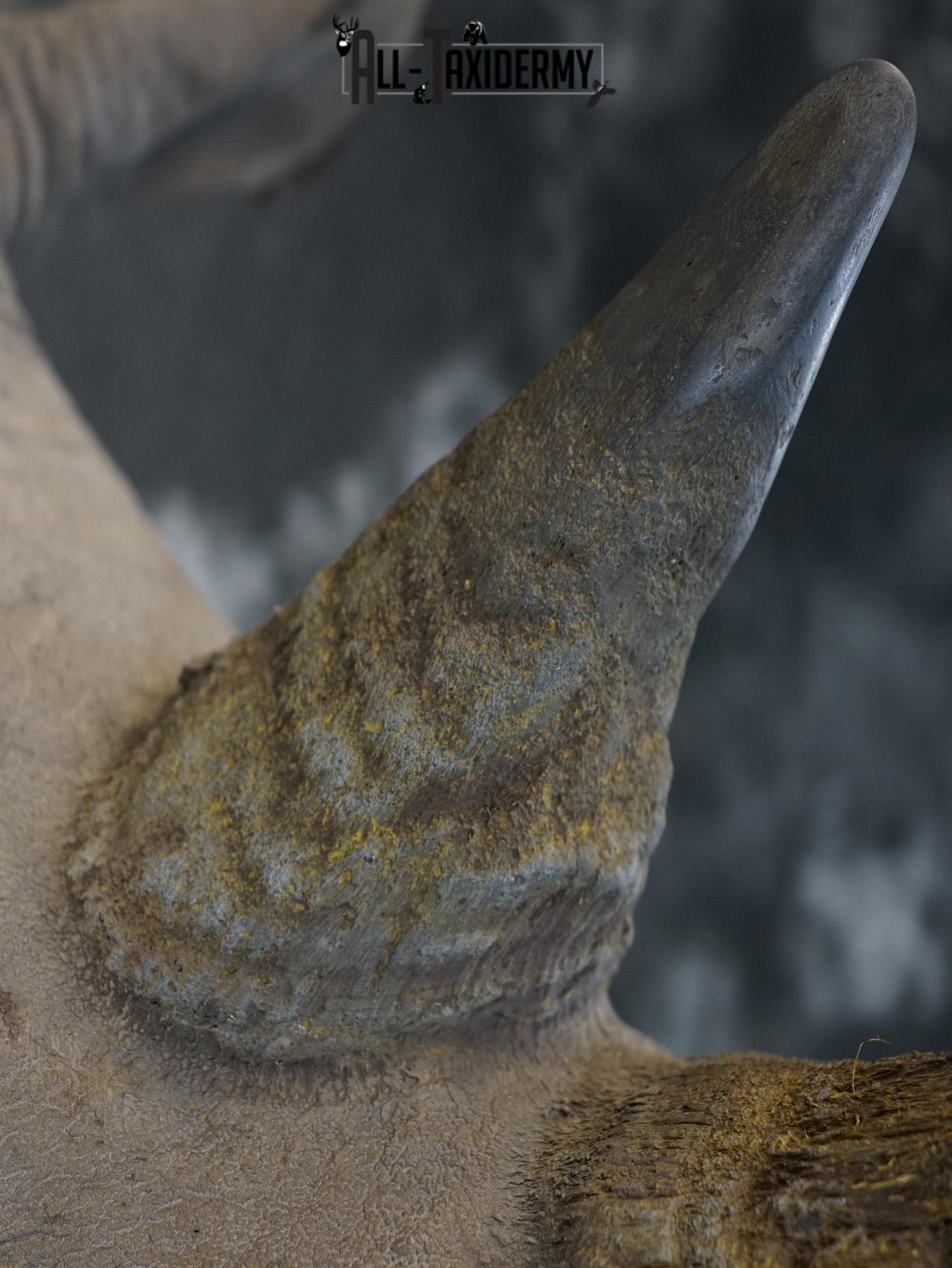 Replica White Rhino Taxidermy Shoulder Mount SKU 2205 - Image 2